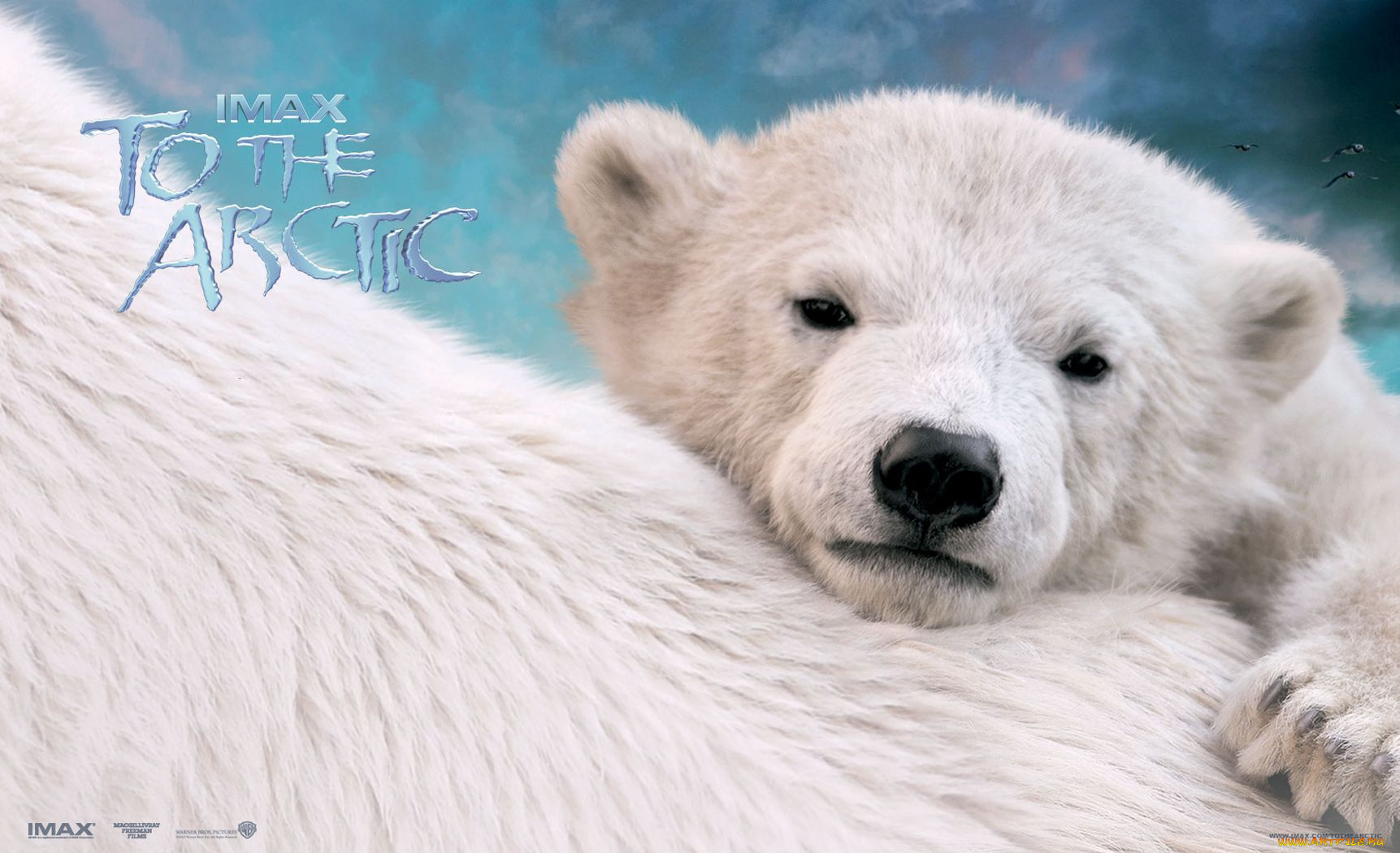 to, the, arctic, 3d, кино, фильмы, медвежонок, белые, медведи