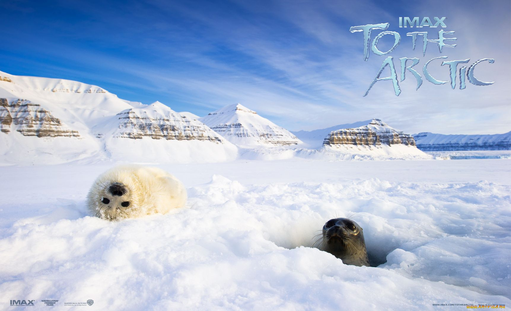 to, the, arctic, 3d, кино, фильмы, тюлени, арктика