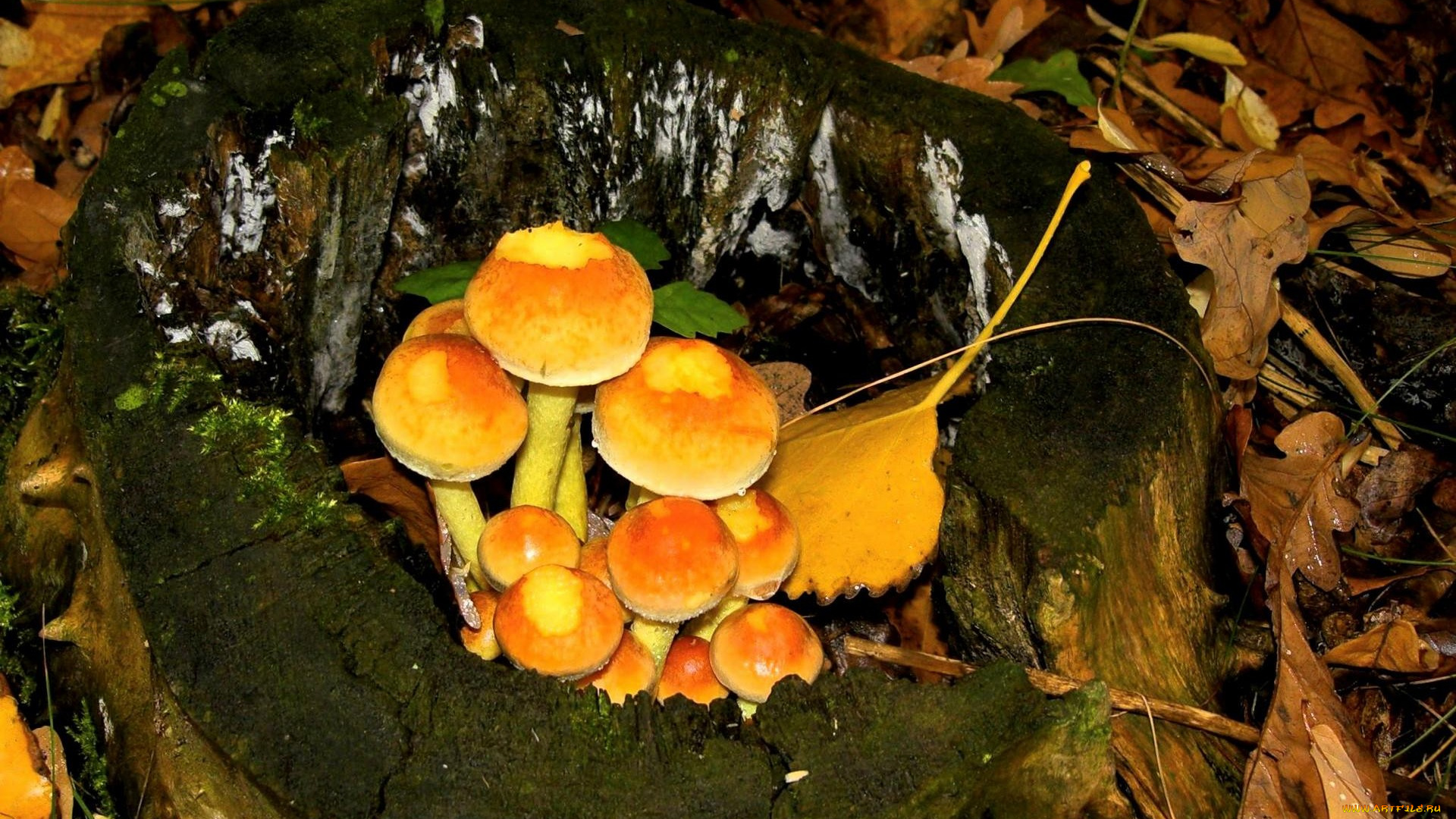 природа, грибы, пень