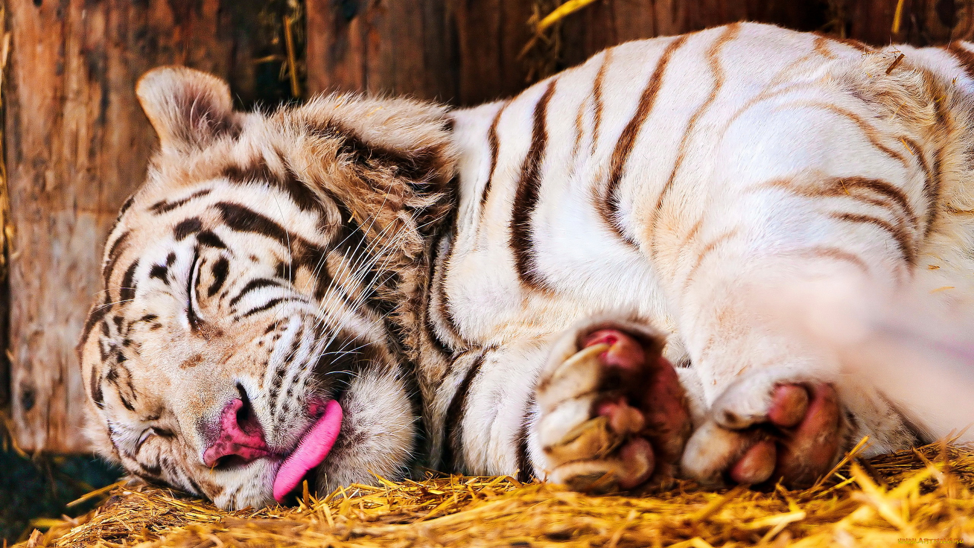 спящий, тигр, животные, тигры, белый, спит, морда, язык