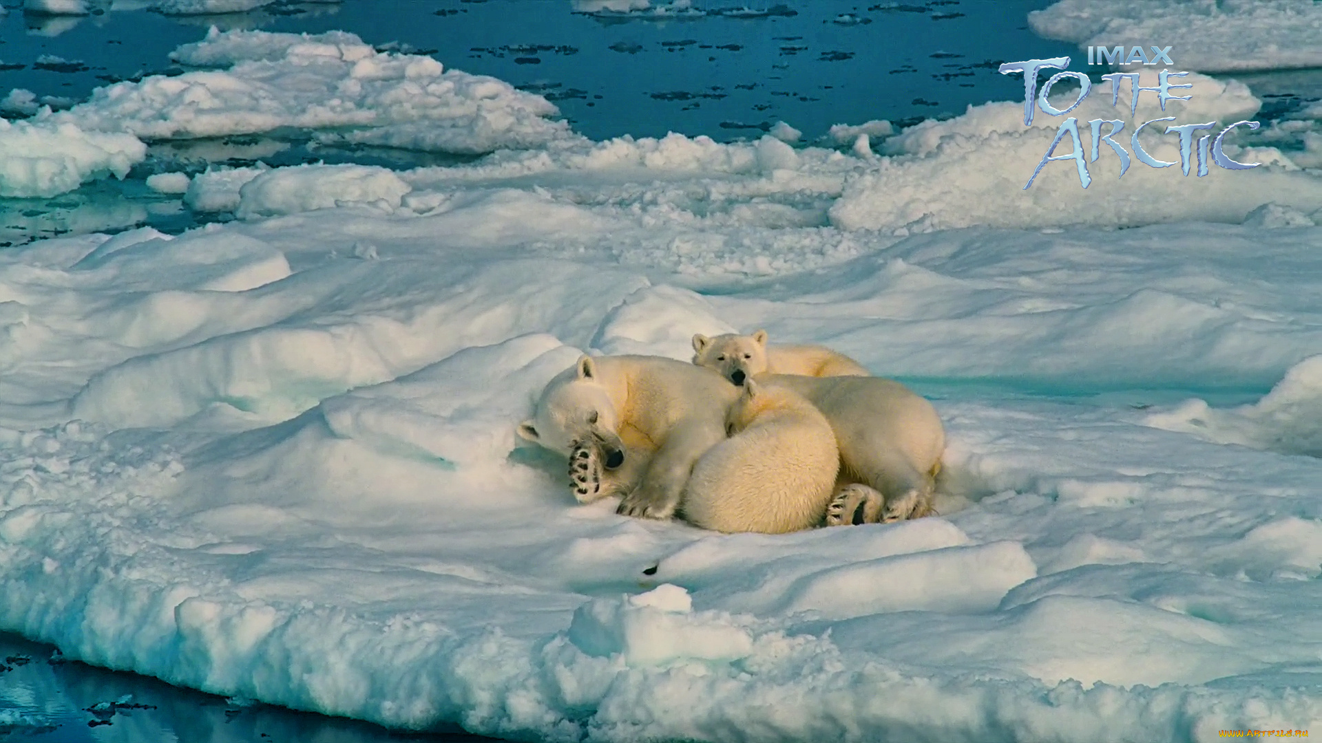 Белые медведи на льдинке загрузить
