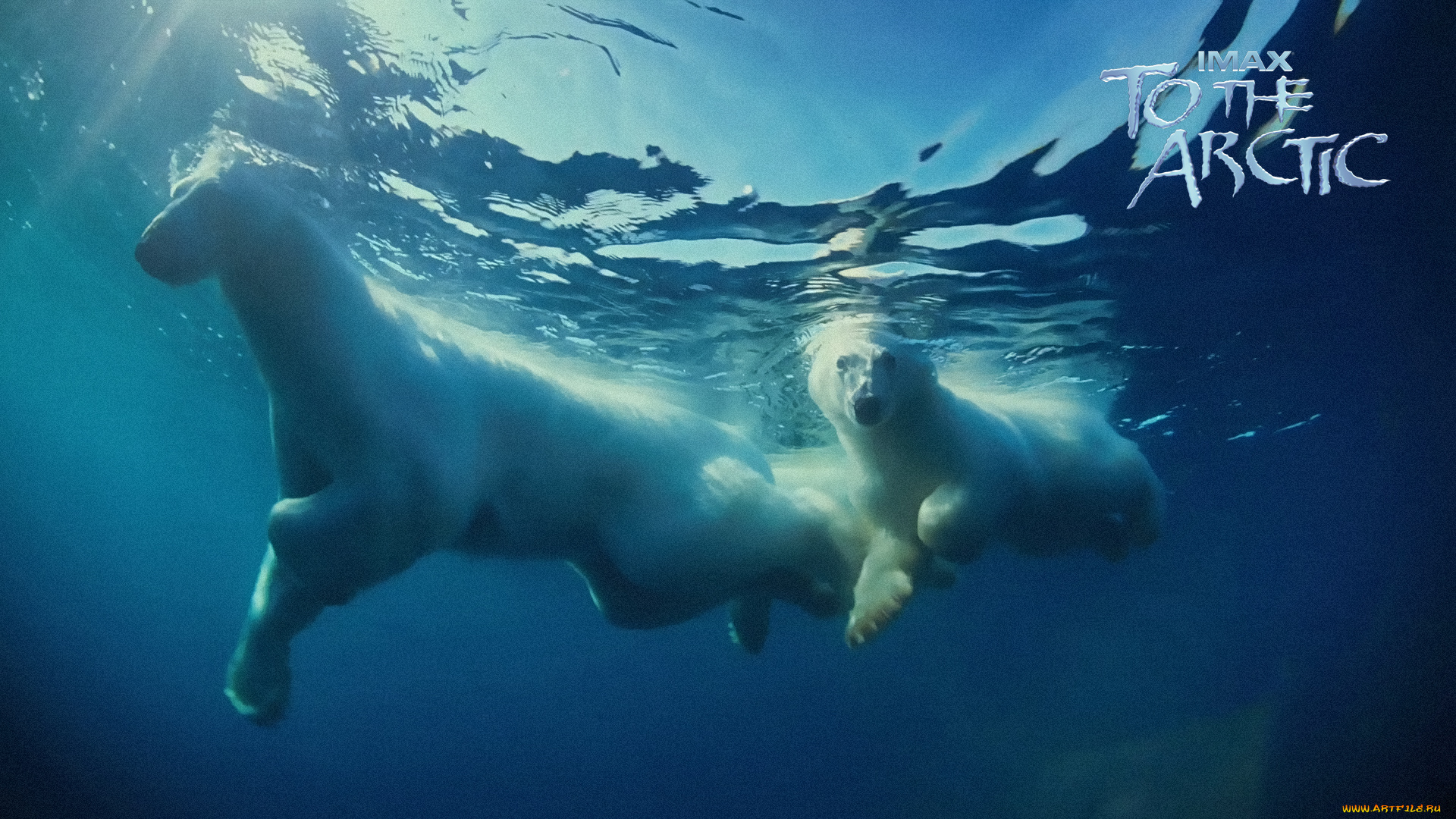 Полный медведь под водой скачать