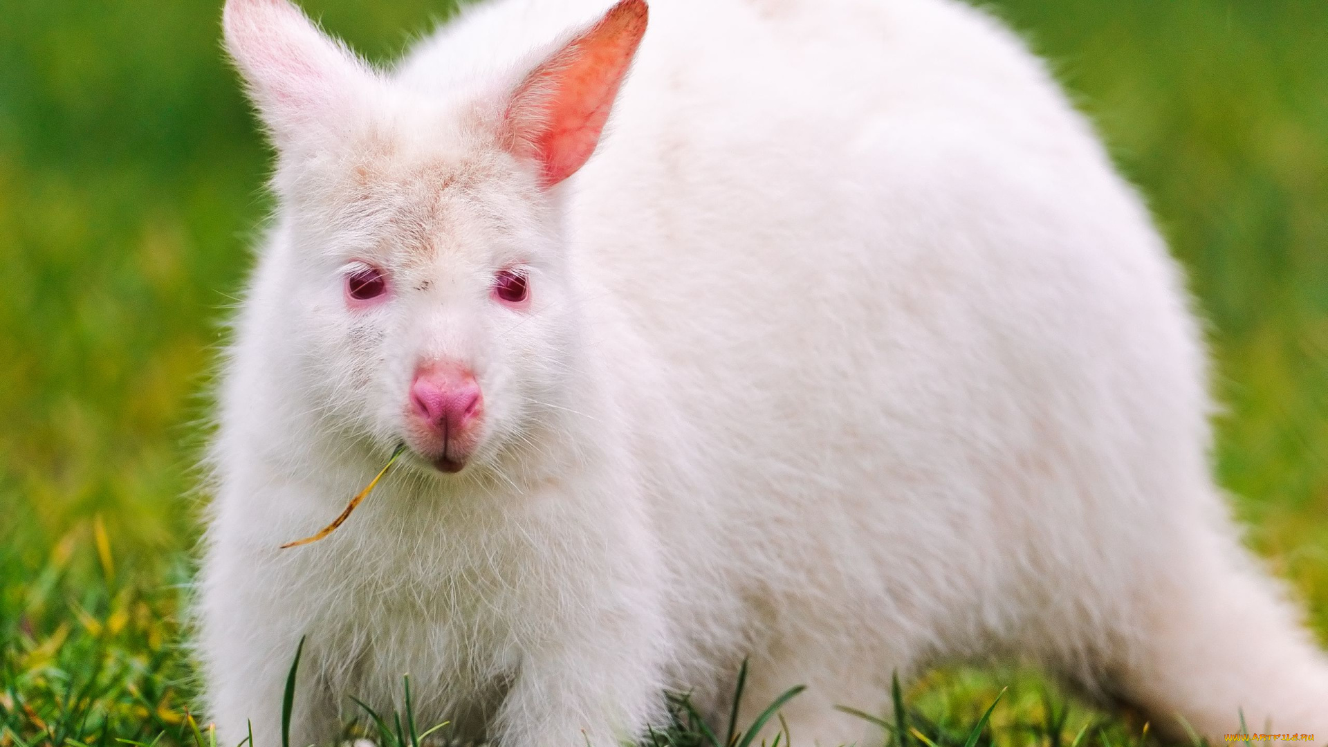 животные, кенгуру, альбинос, белый, white, kangaroo
