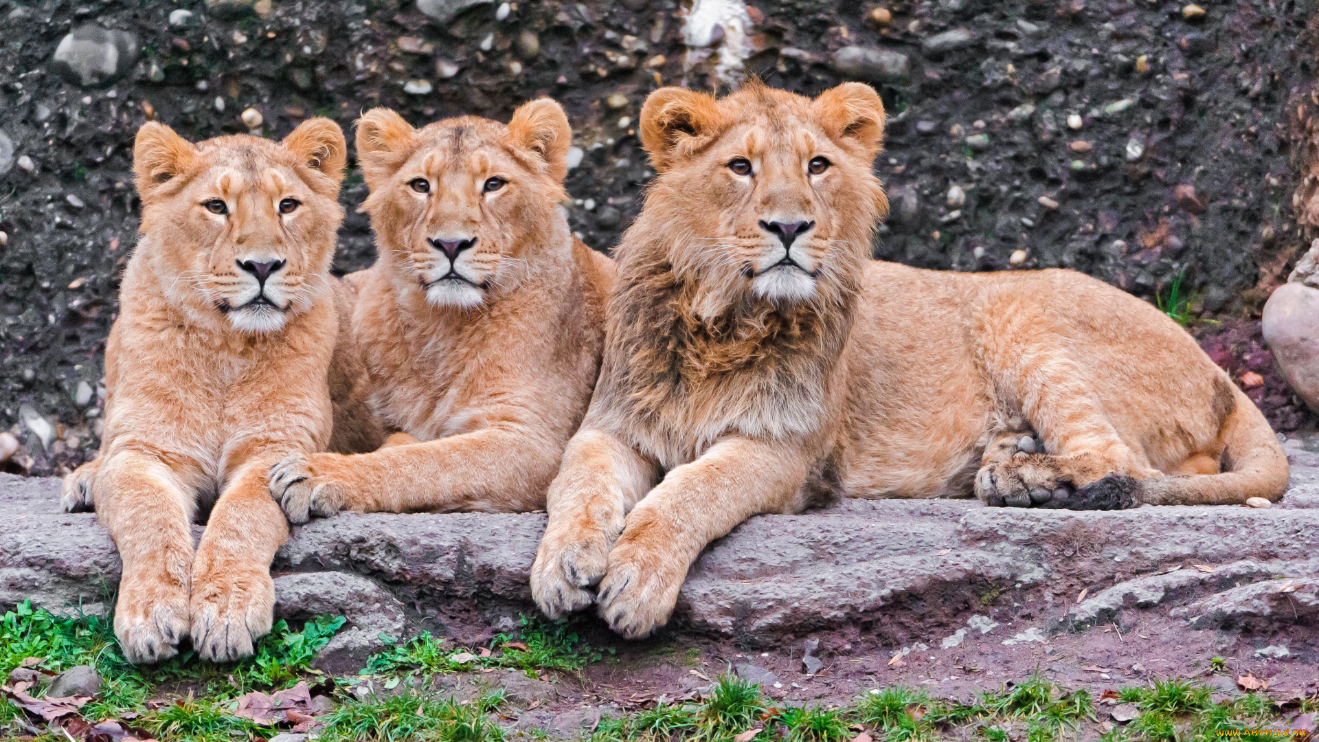 животные, львы, молодые