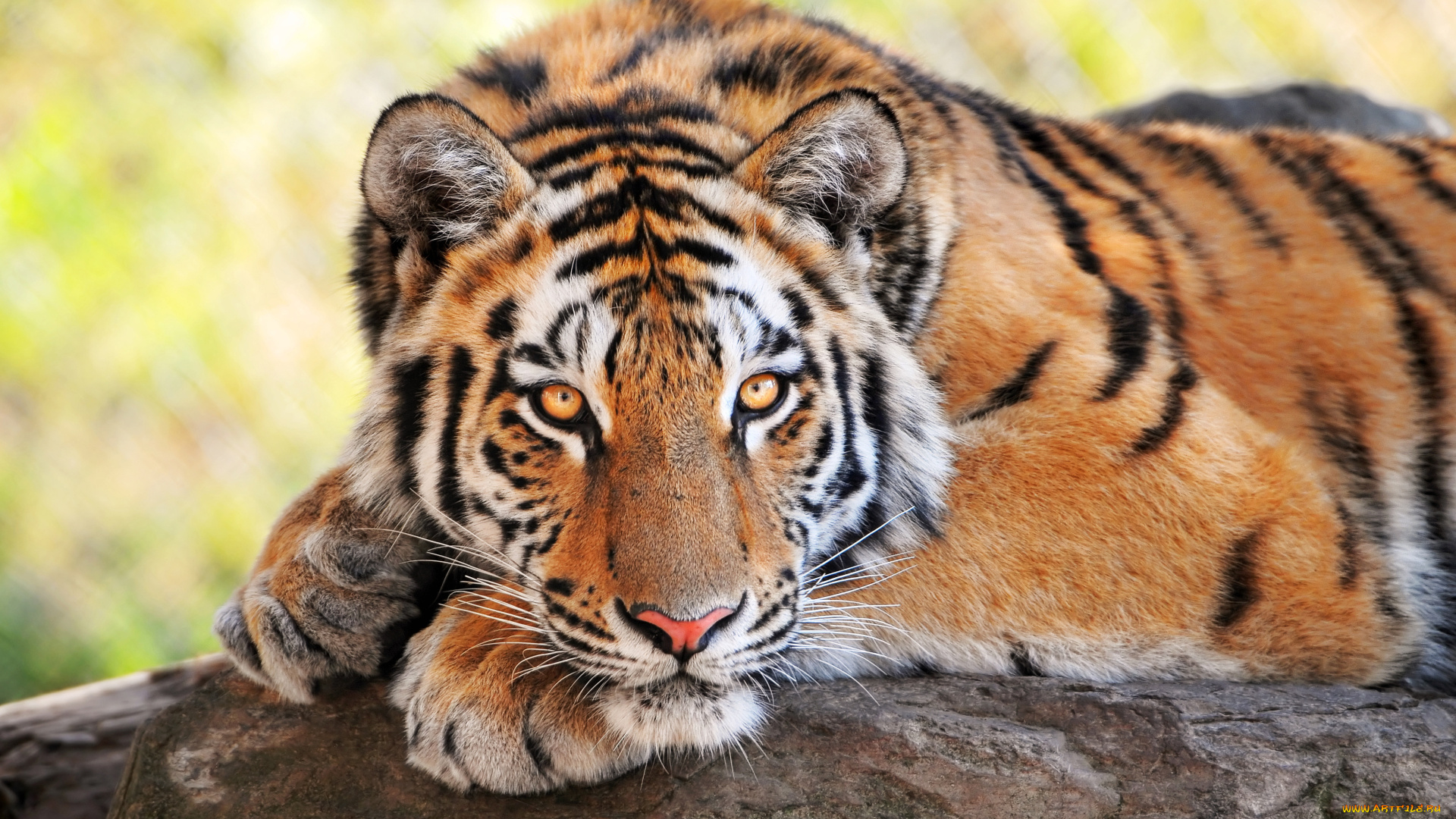 животные, тигры, хищник, красавец, взгляд