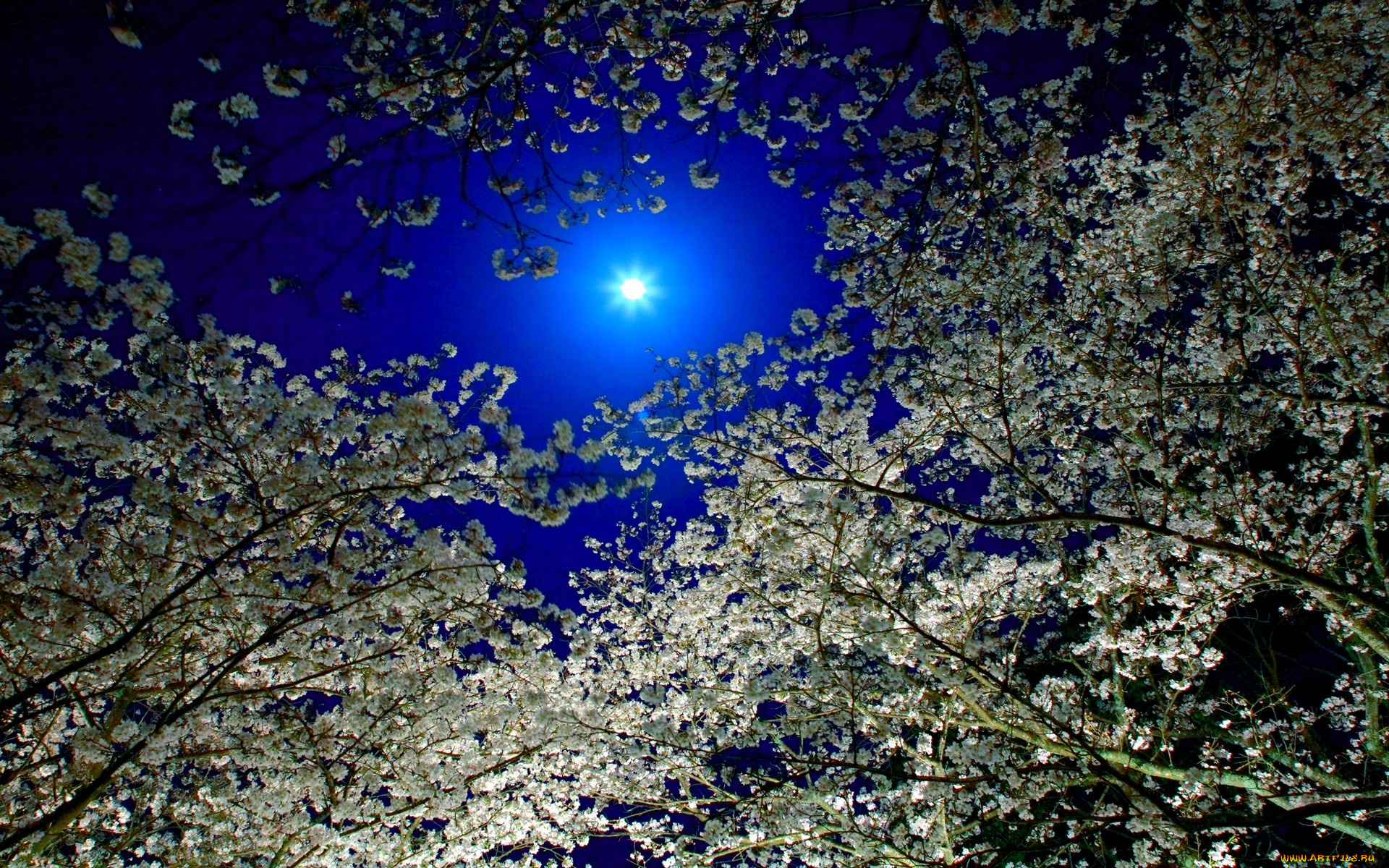bright, moonlight, природа, деревья, свет, лунный
