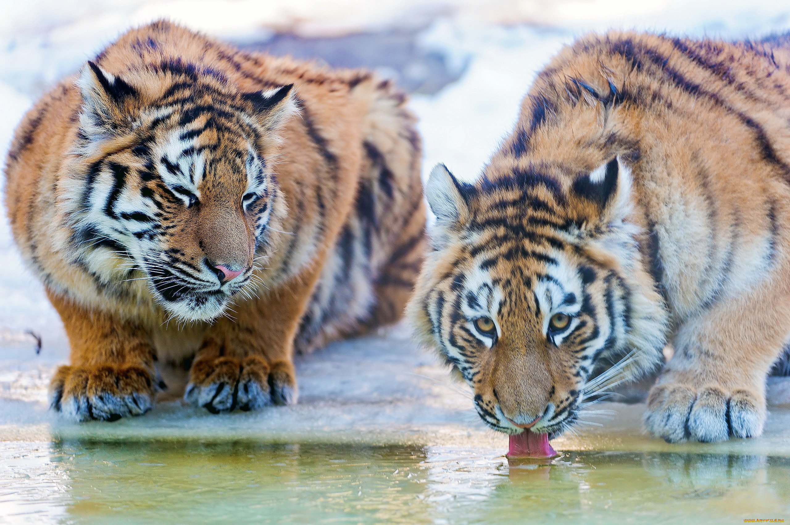 водопоя, животные, тигры, пьют, воду, пара
