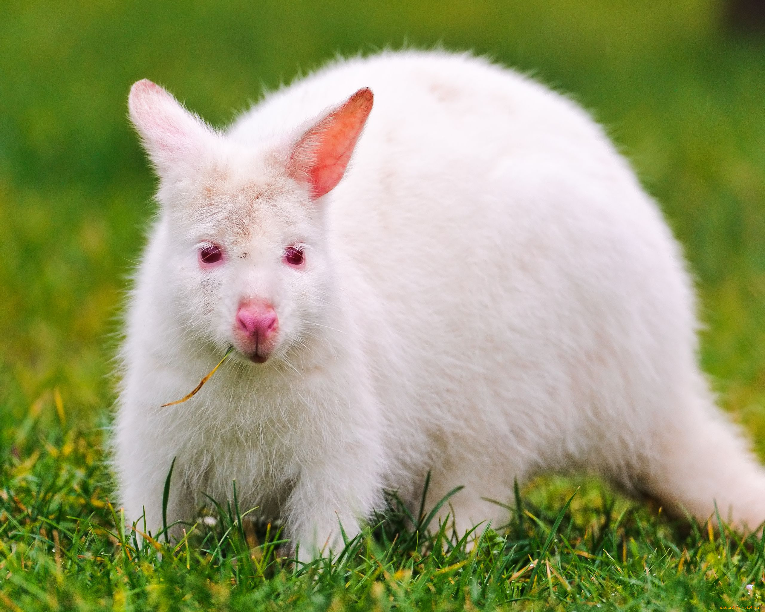 животные, кенгуру, альбинос, белый, white, kangaroo