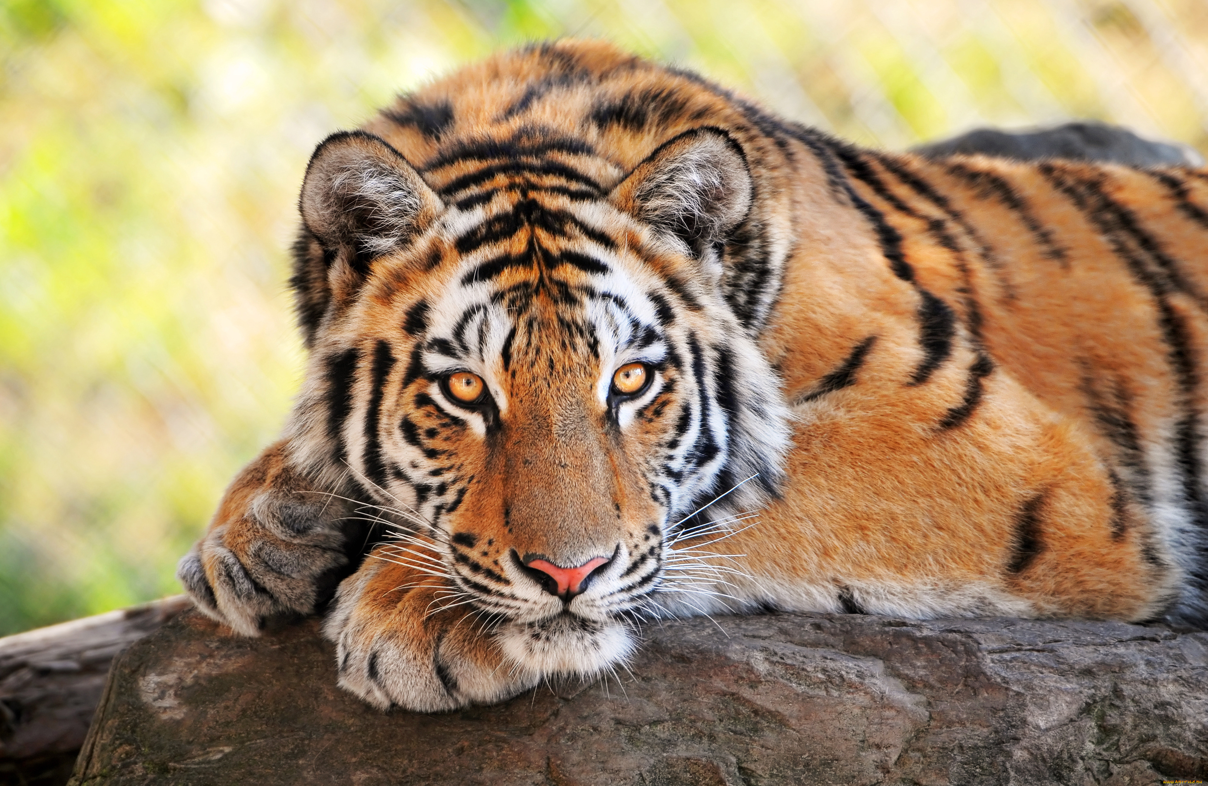 животные, тигры, хищник, красавец, взгляд