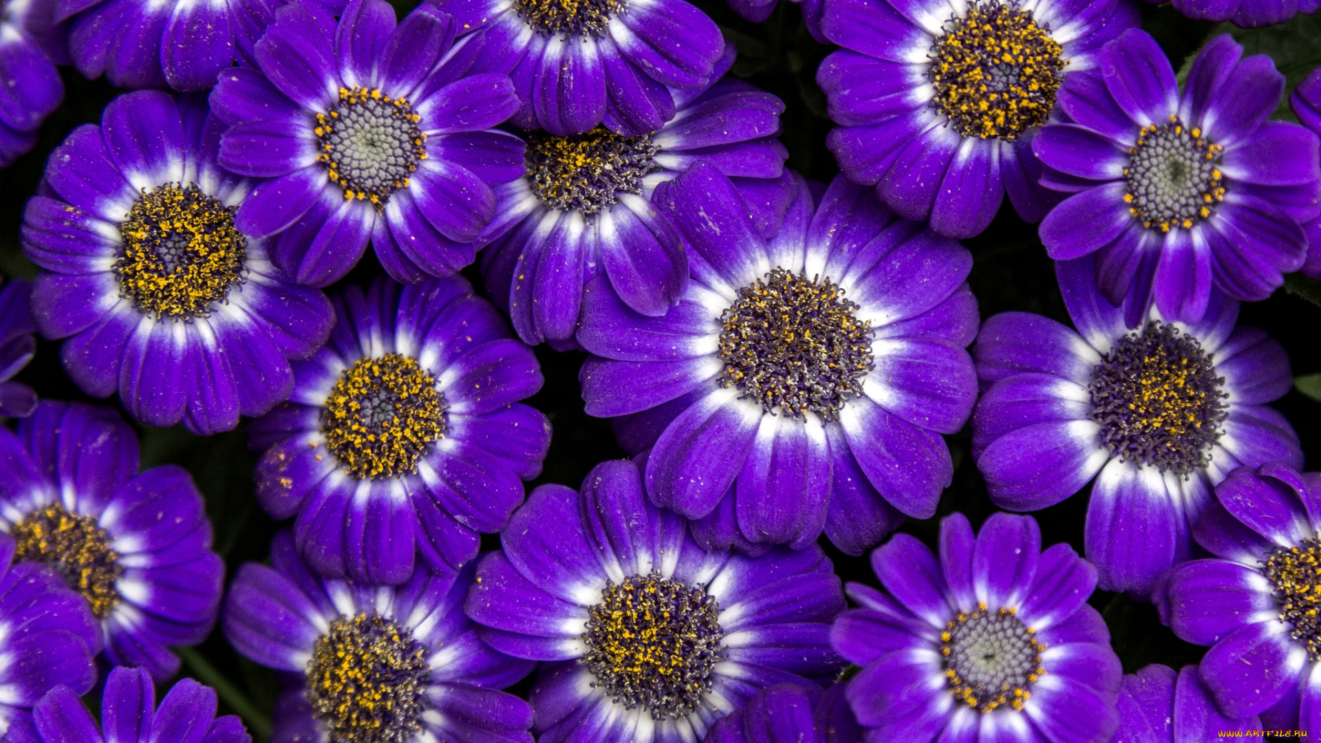 цветы, цинерария, фиолетовый