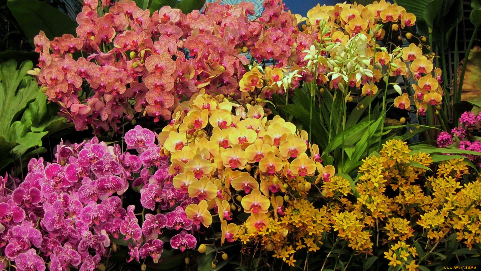 цветы, орхидеи, много, экзотика