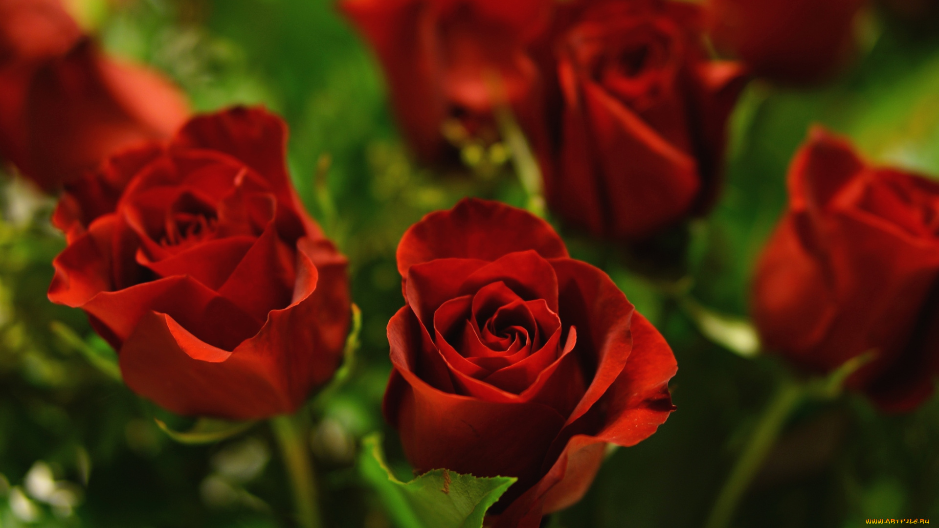 цветы, розы, красный, букет