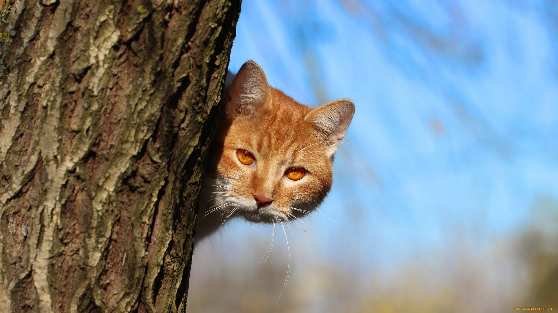 животные, коты, дерево, рыжий, морда