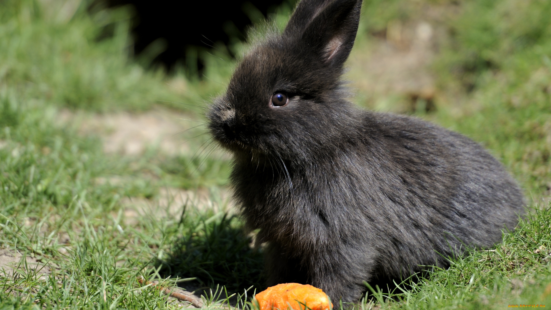 животные, кролики, зайцы, черный, морковка