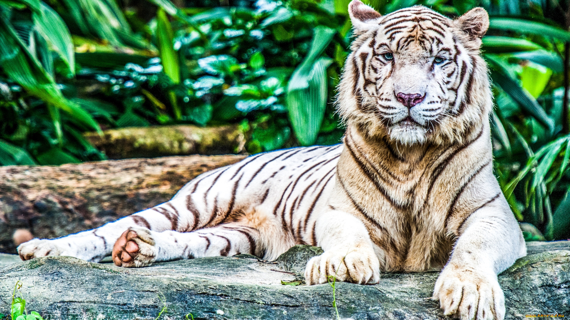 животные, тигры, отдых, хищник, белый
