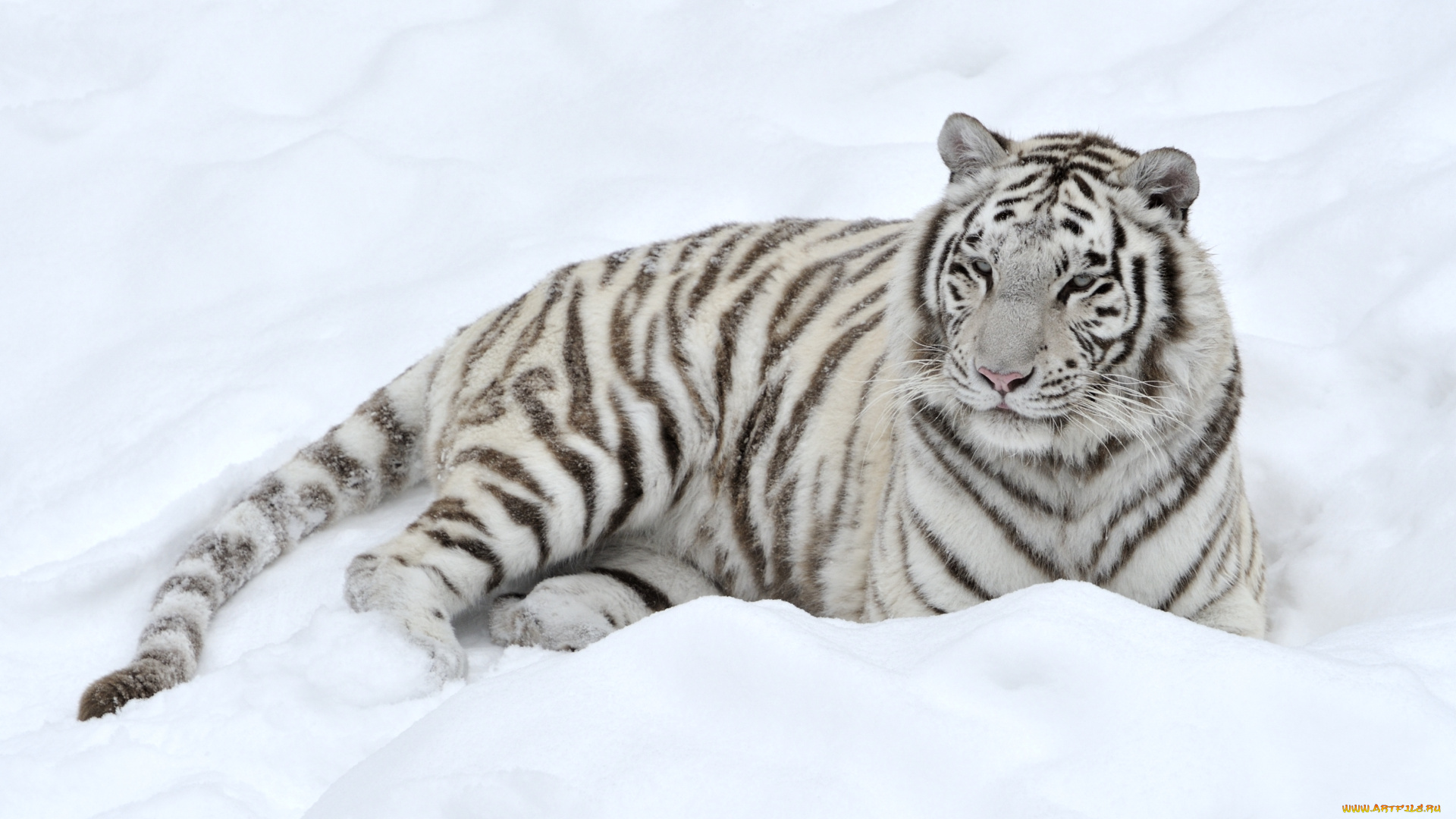 животные, тигры, снег, белый
