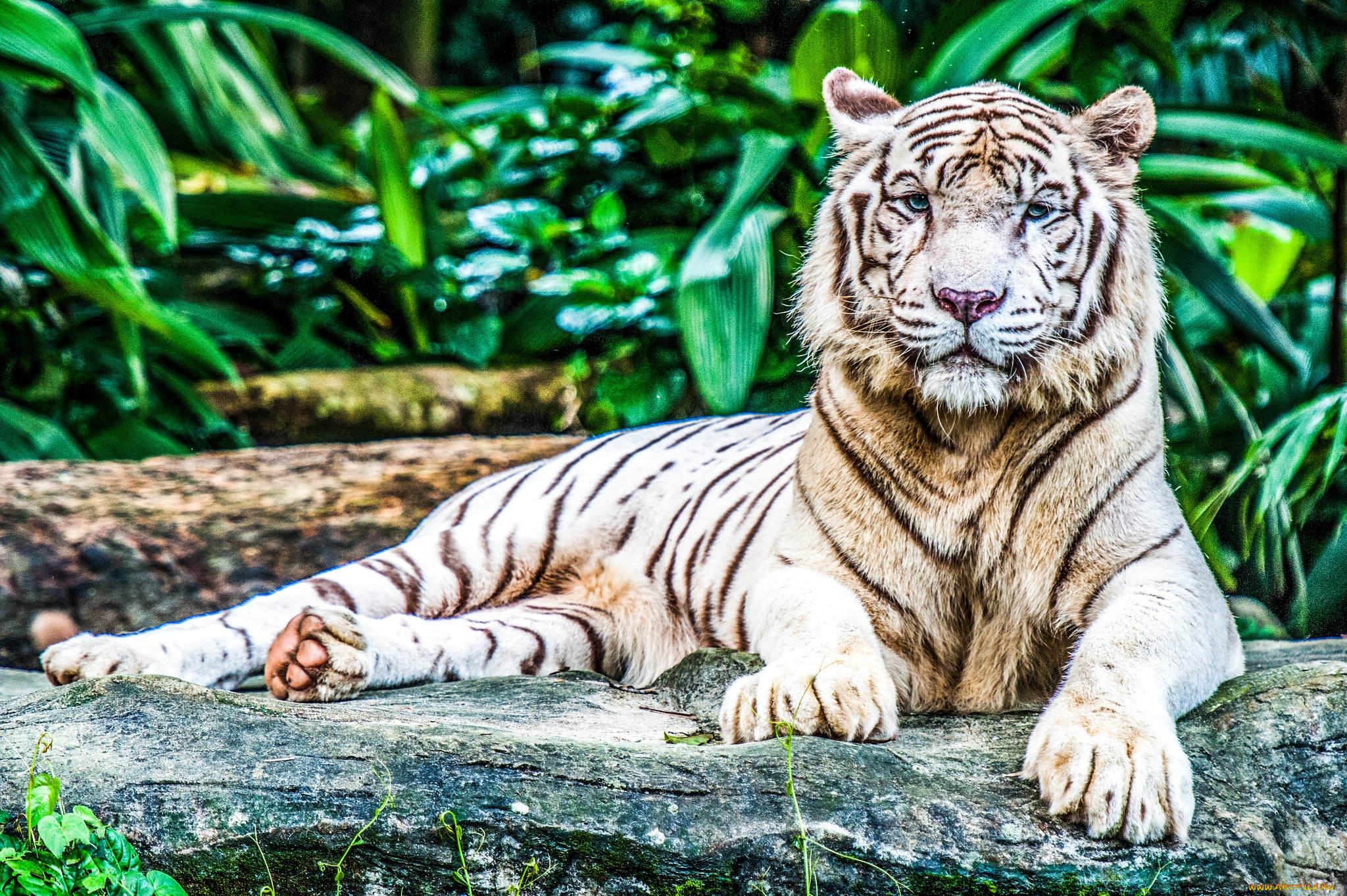 животные, тигры, отдых, хищник, белый