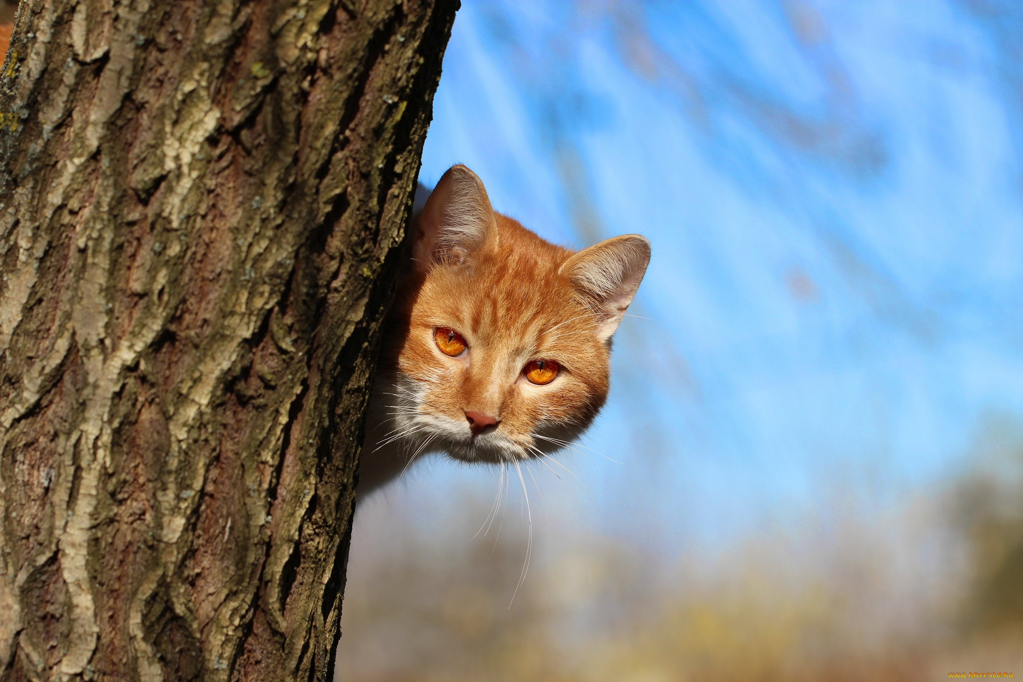 Рыжий кот на стволе дерева без смс
