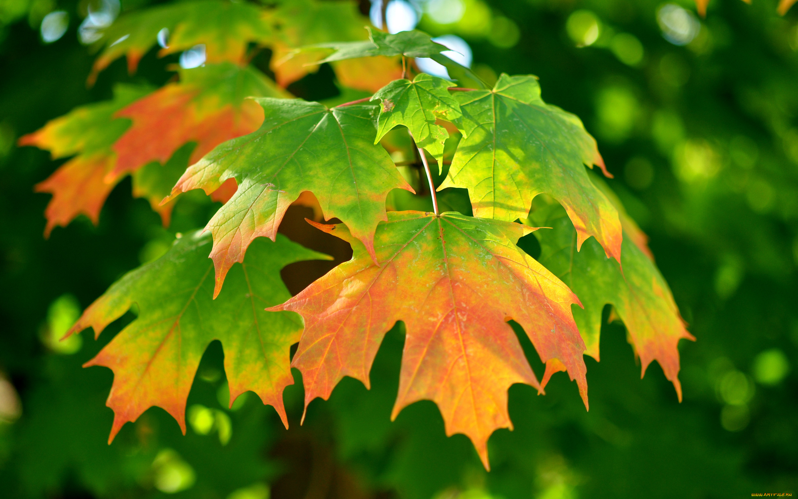 Листья клена желтые и красные. Клен и лист клена. Осень листья. Красивые осенние листья. Осенние листья клена.