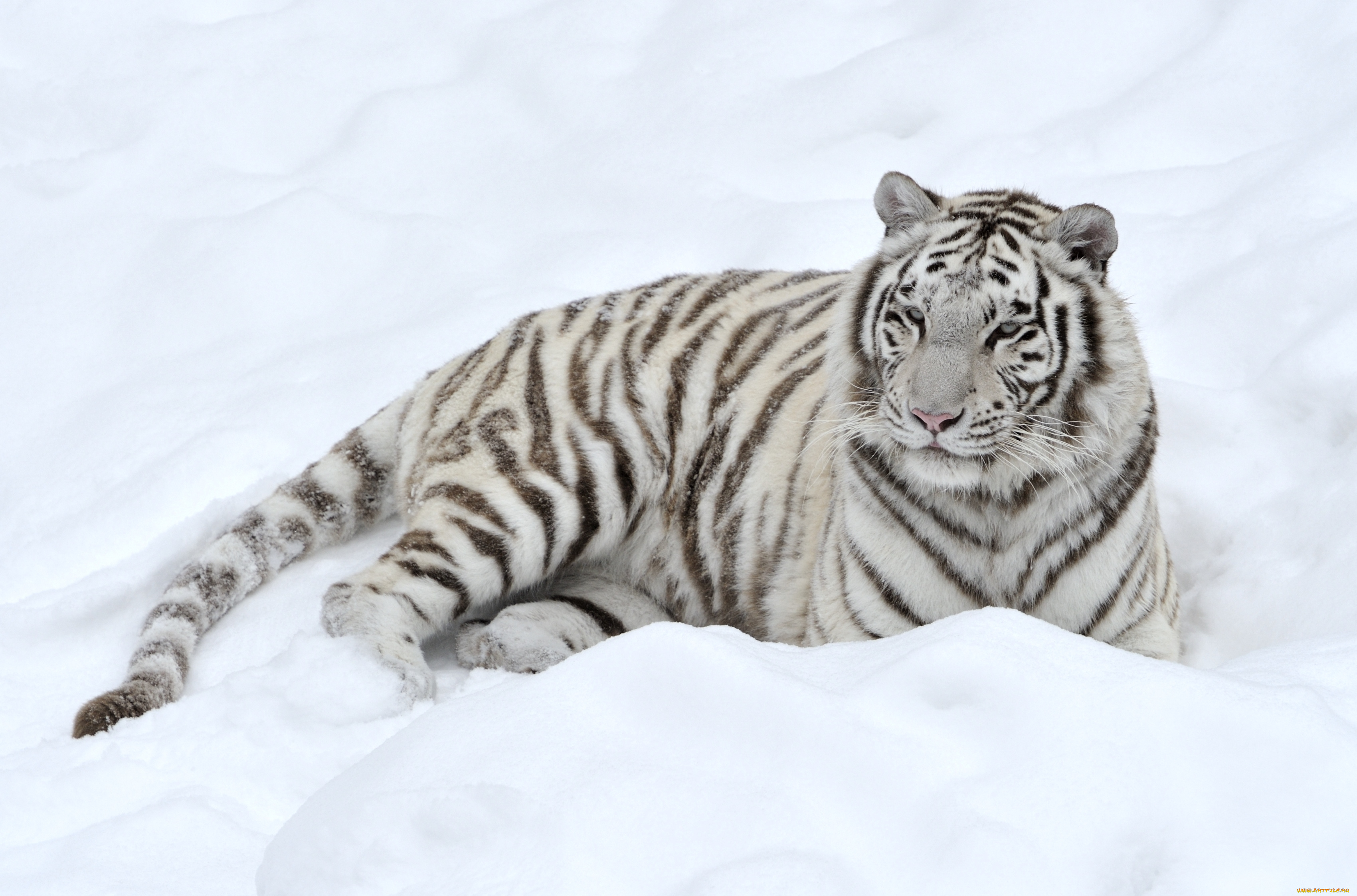 животные, тигры, снег, белый