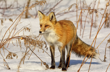 Картинка животные лисы снег рыжая