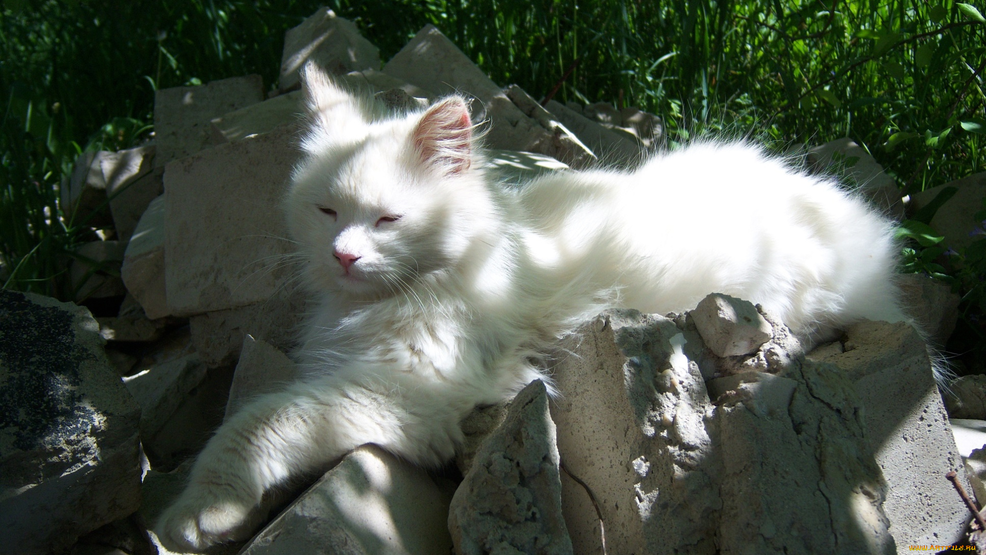 животные, коты, дремает, ярко, солнечно, кирпич, кот, белый, битый, отдыхает, лежит, весна, трава