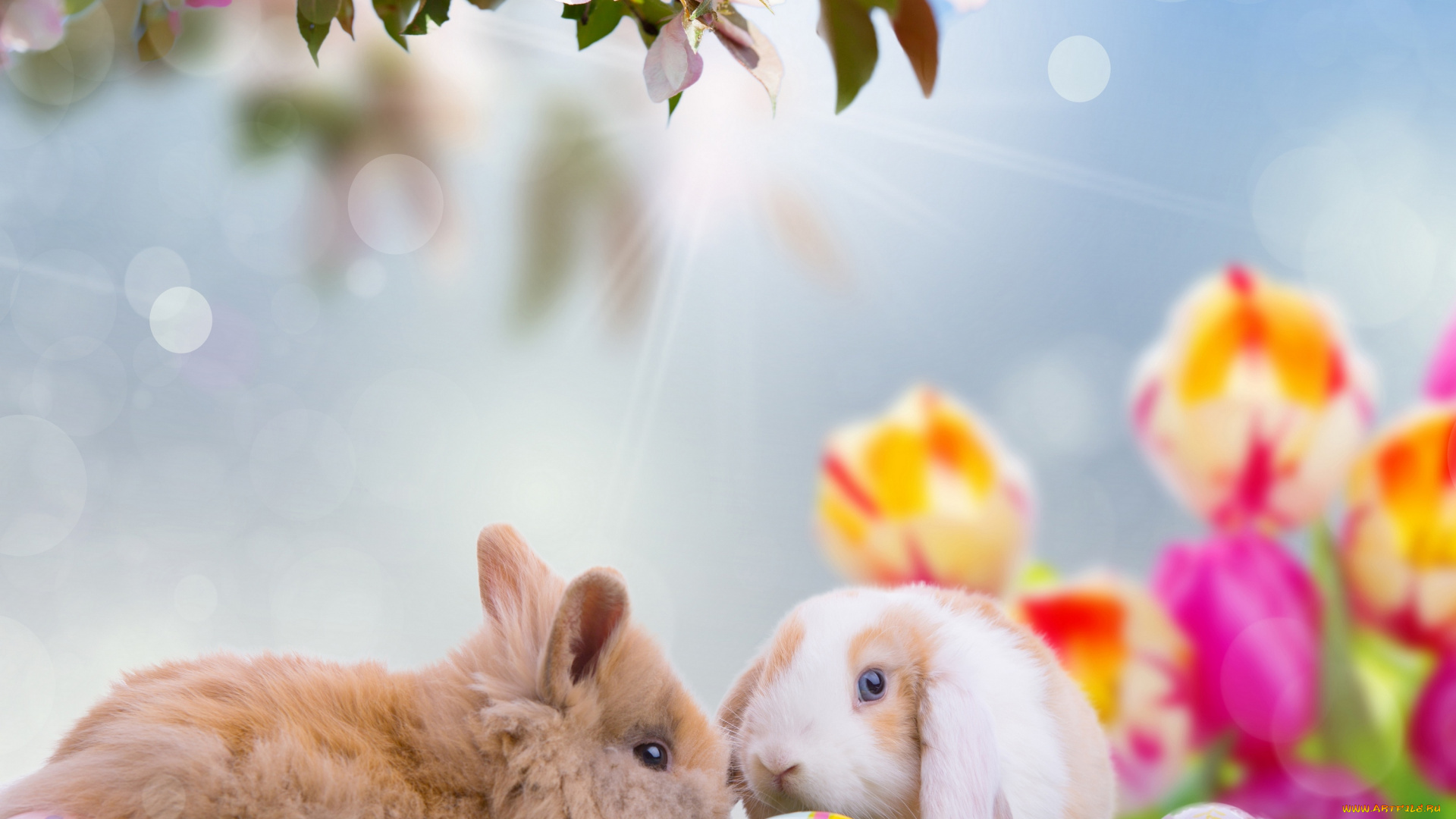 животные, кролики, , зайцы, доски, природа, весна, easter, облака, небо, пасха, праздник, тележка, нарциссы, цветы