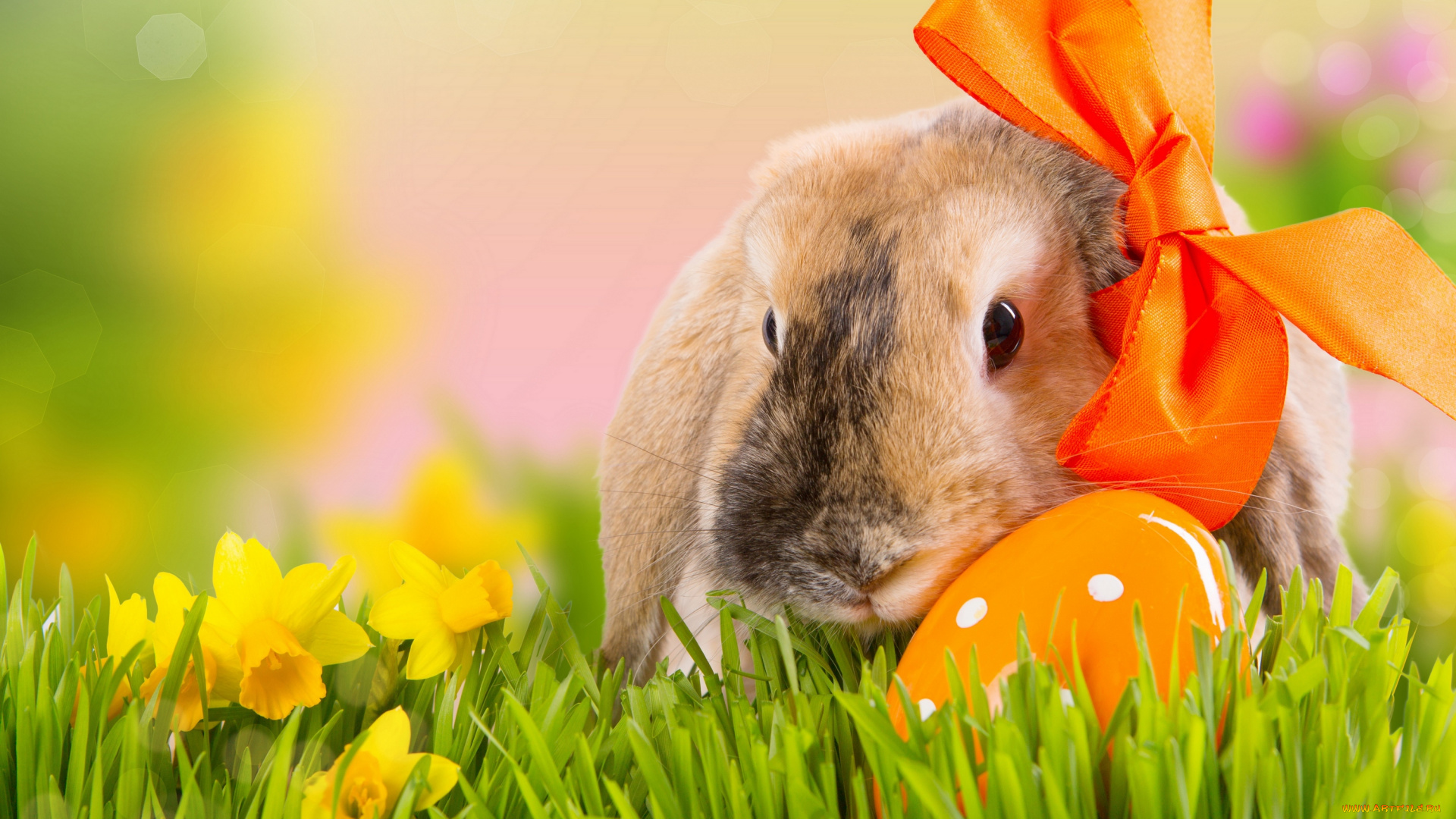 животные, кролики, , зайцы, кролик, нарциссы, яйцо, праздник, пасха, бант, боке, природа, цветы, трава, весна, easter