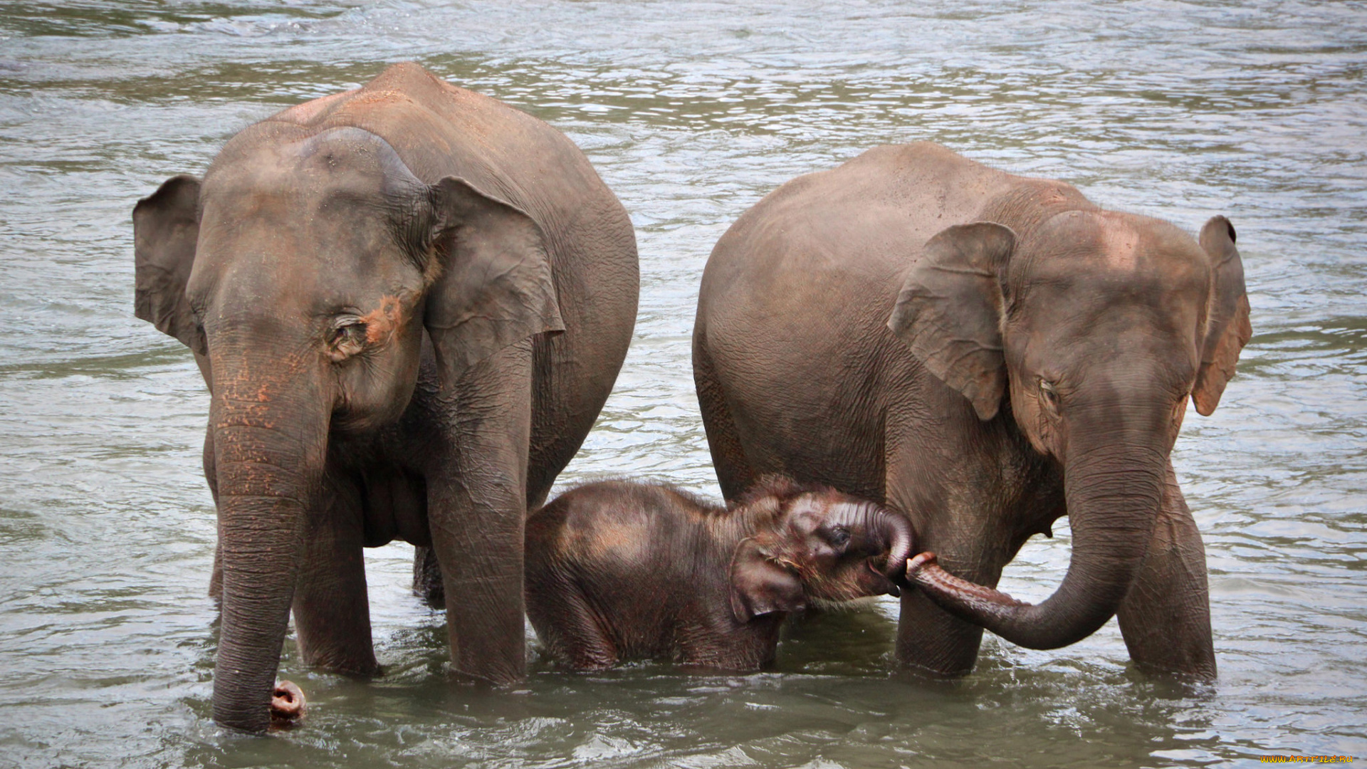 животные, слоны, семейка, река, купание