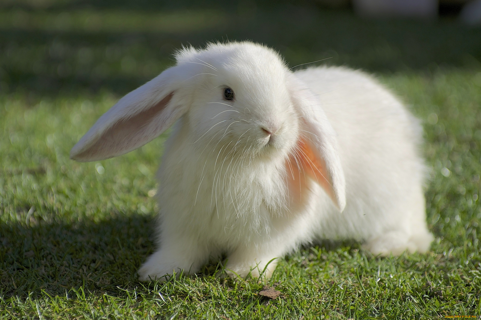 животные, кролики, , зайцы, белый, кролик, трава