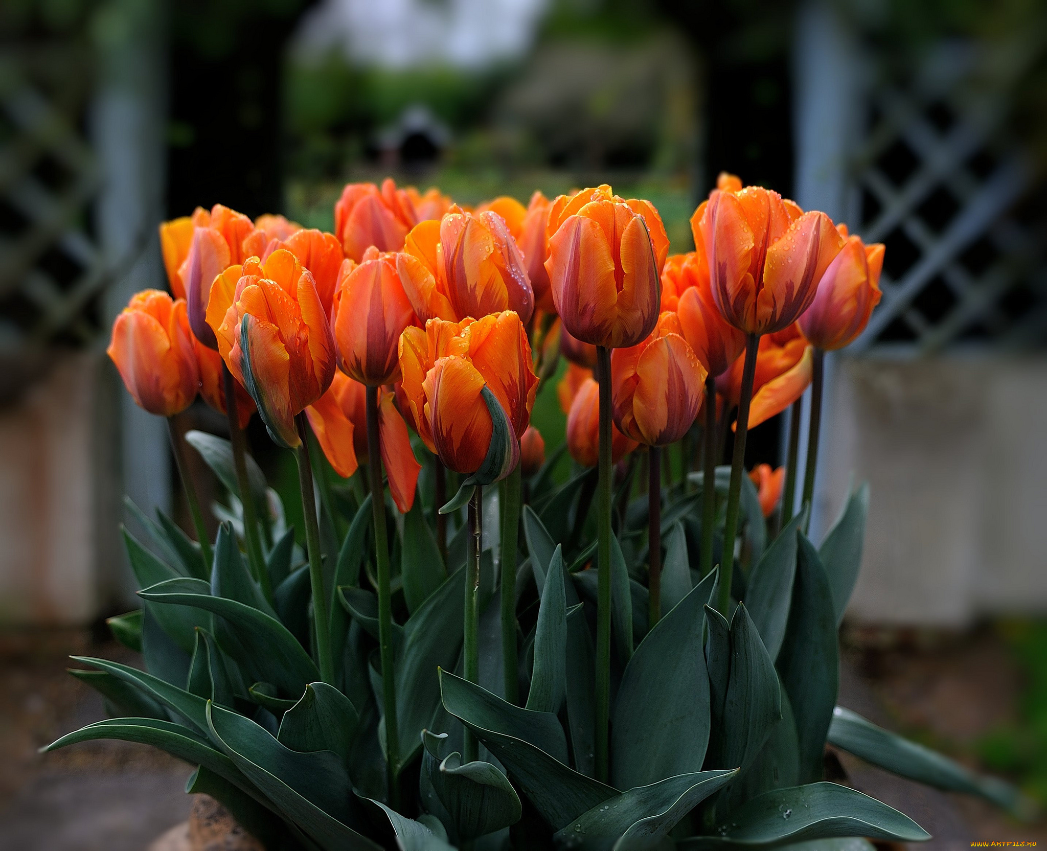 Тюльпан экзотик. Тюльпан Ментон Tulipa Menton. Тюльпан Menton exotic. Orange Emperor тюльпан. Тюльпан оранж Прайд.