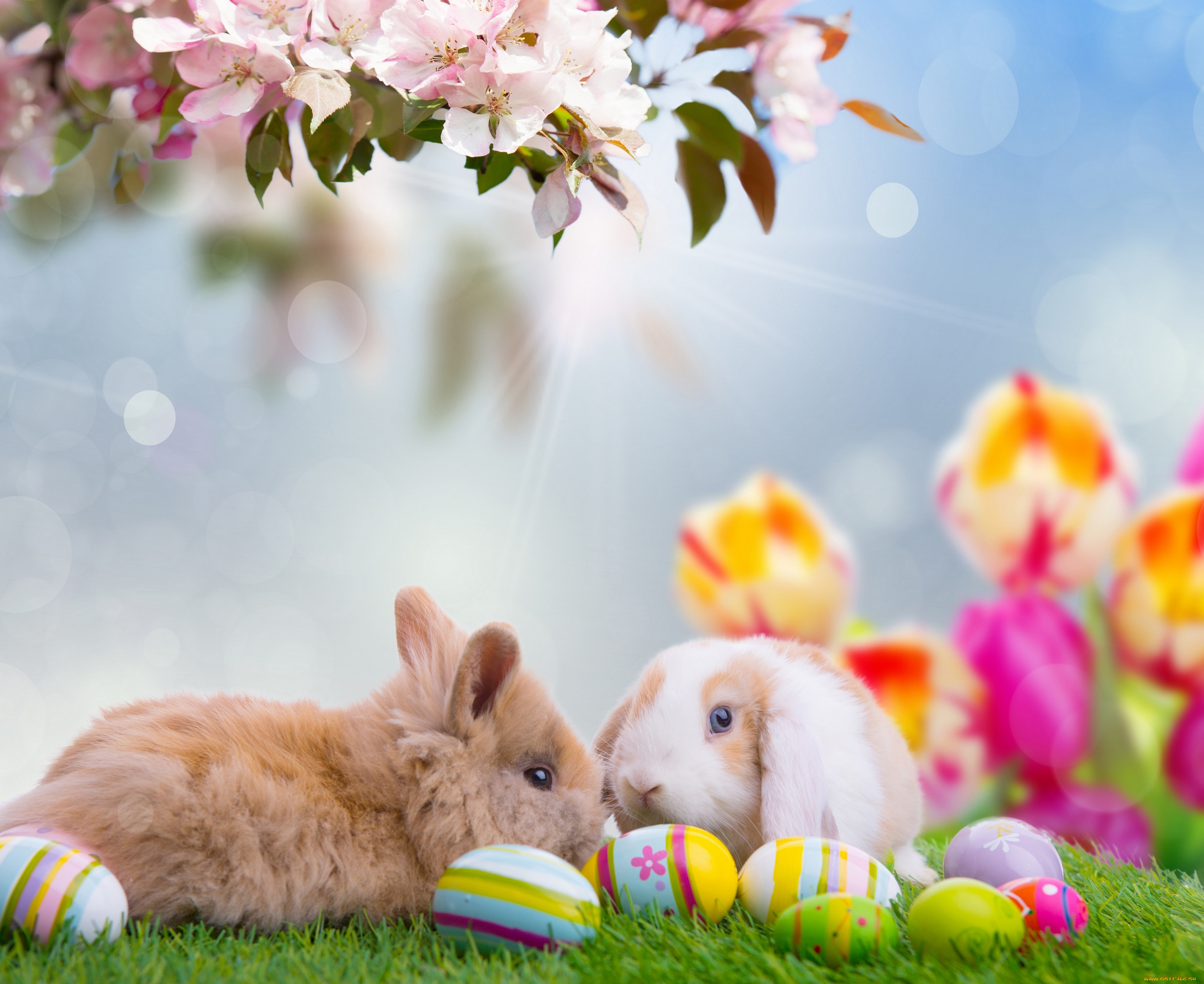 животные, кролики, , зайцы, доски, природа, весна, easter, облака, небо, пасха, праздник, тележка, нарциссы, цветы