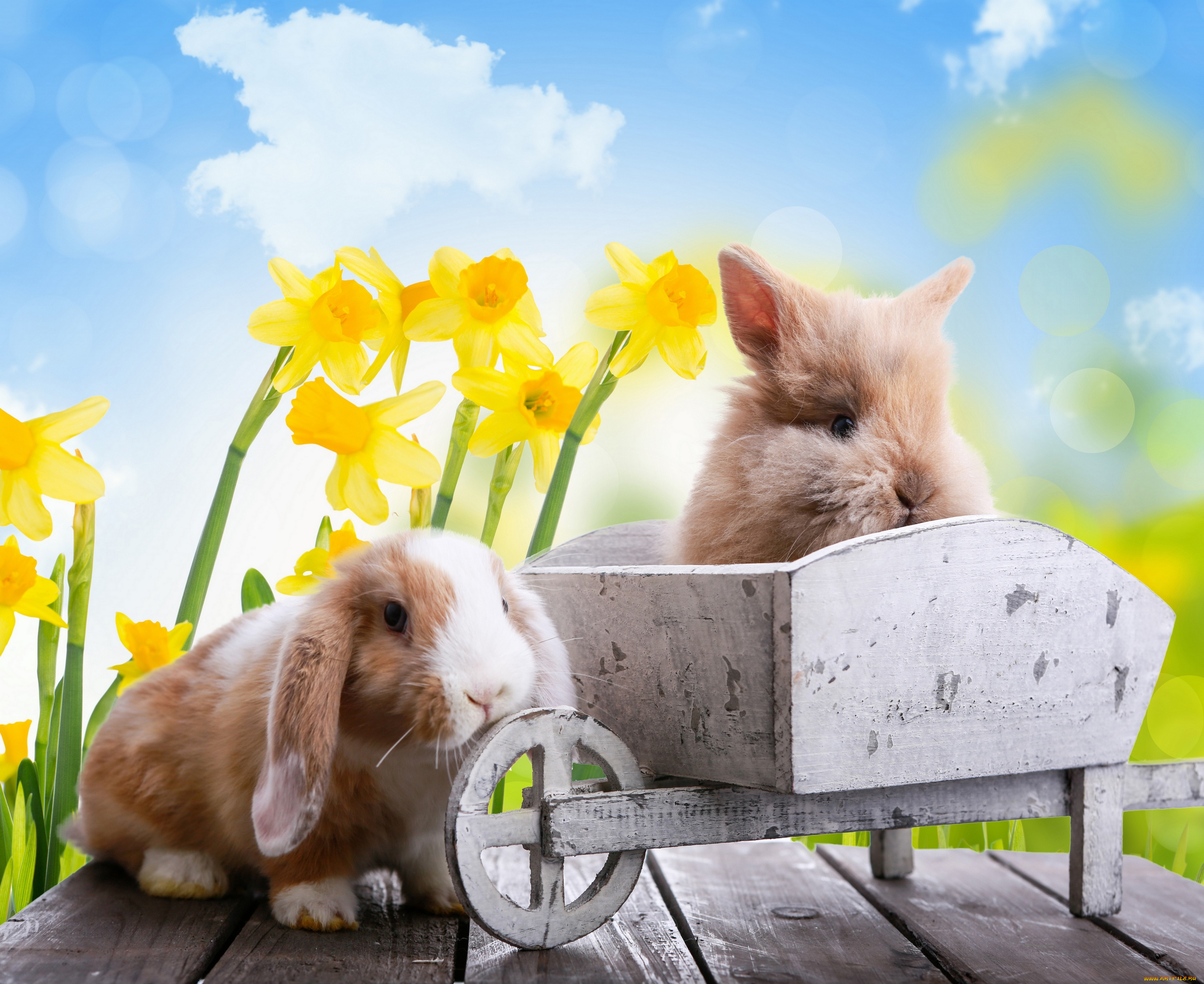 животные, кролики, , зайцы, пасха, праздник, лучи, боке, ветка, тюльпаны, цветы, природа, весна, easter, небо, яйца
