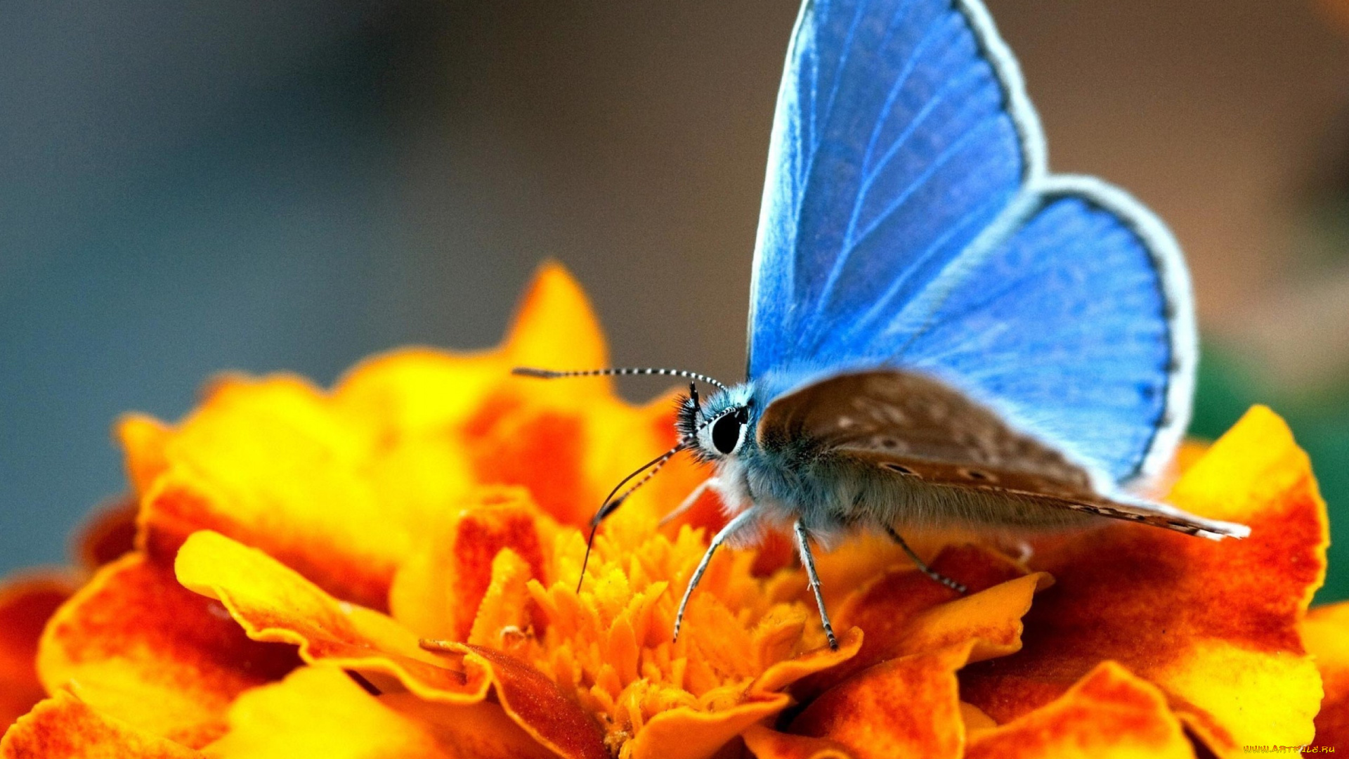 животные, бабочки, , мотыльки, , моли, бабочка, голубая, цветок