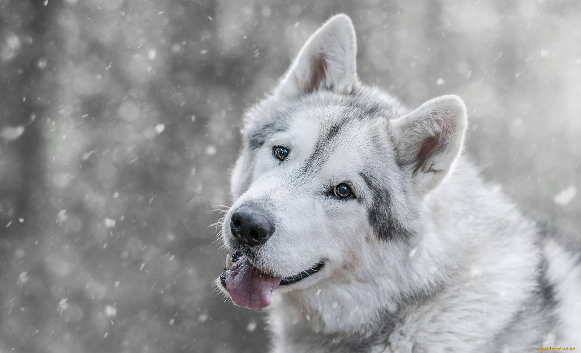 животные, собаки, лайка, белая, снег, зима