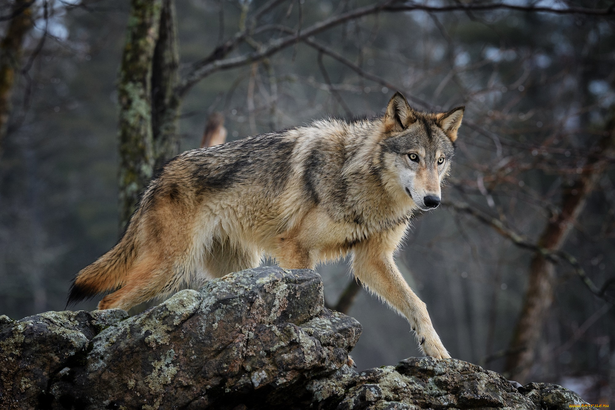 волк, животные, волки, , койоты, , шакалы, хищник, лес