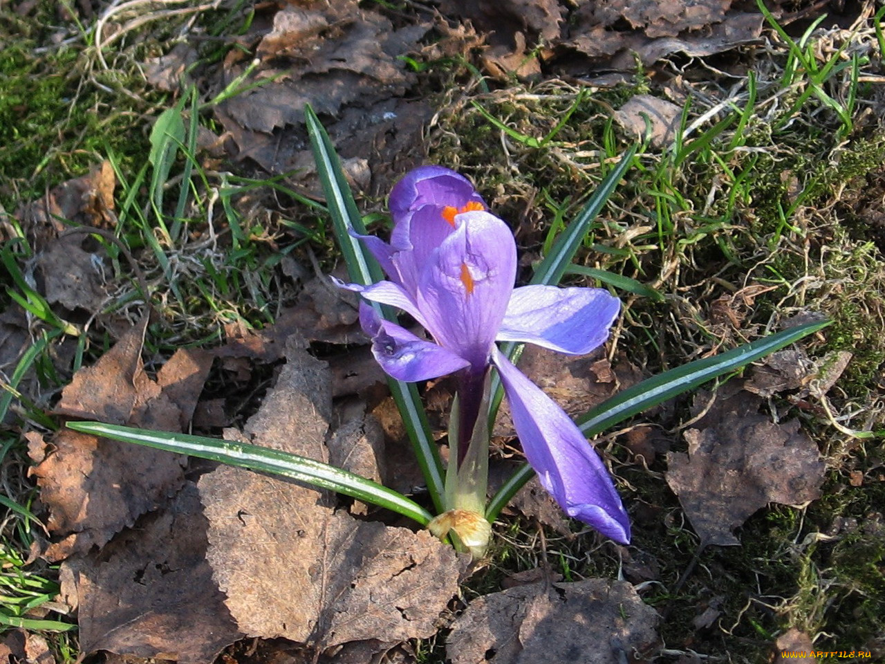 цветы, крокусы