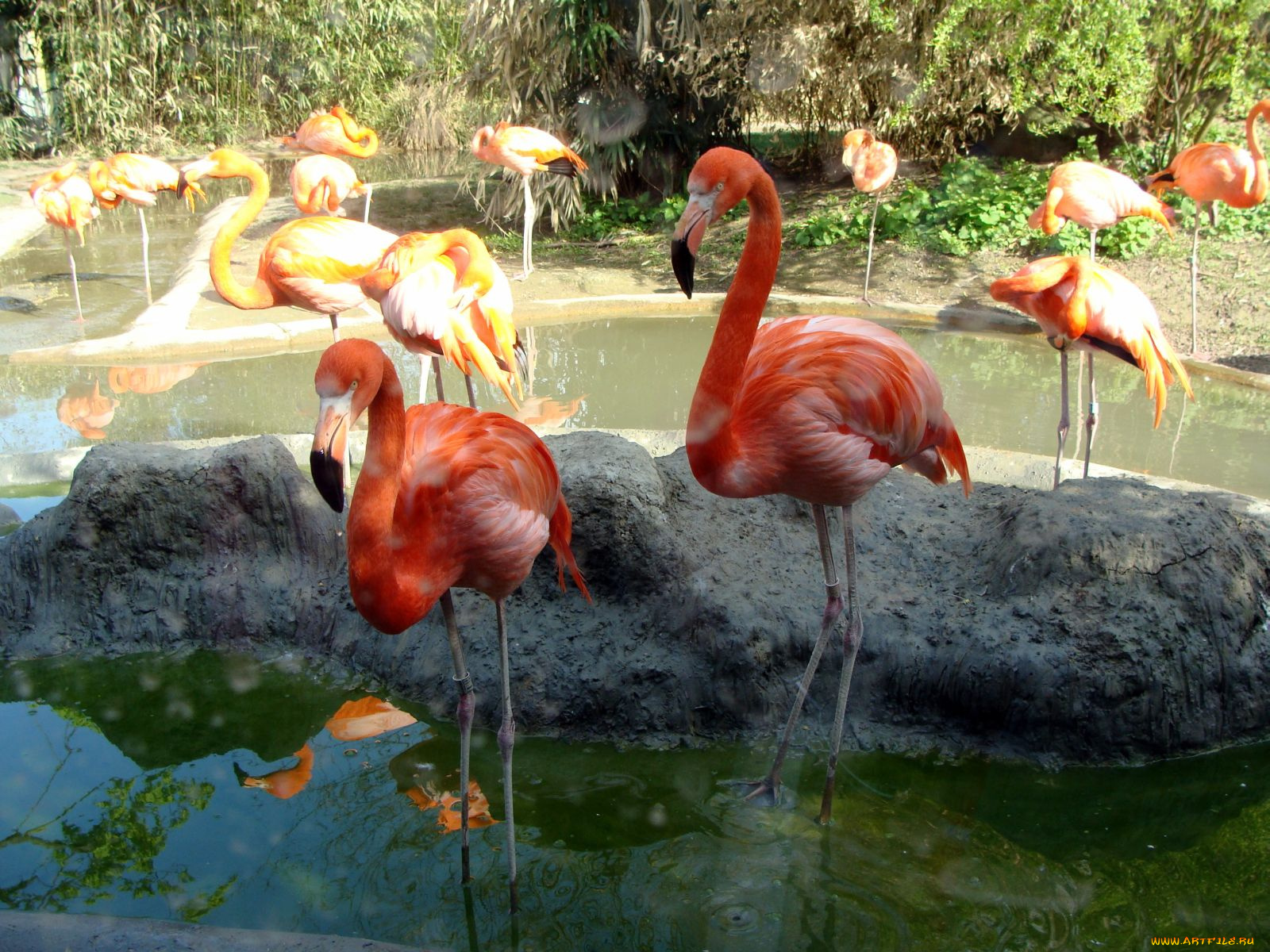 животные, фламинго, вода