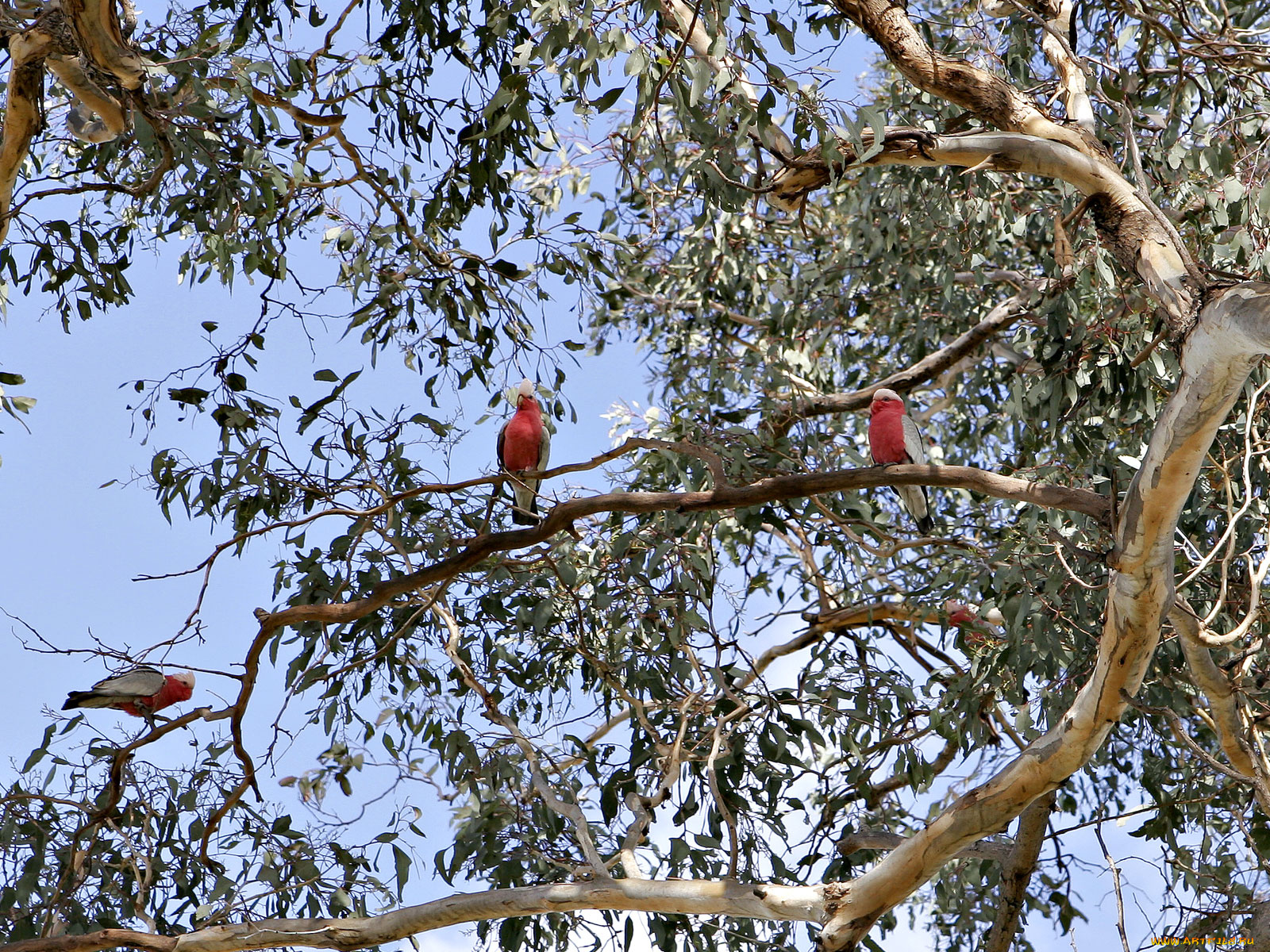 животные, попугаи, galahs, какаду, дерево