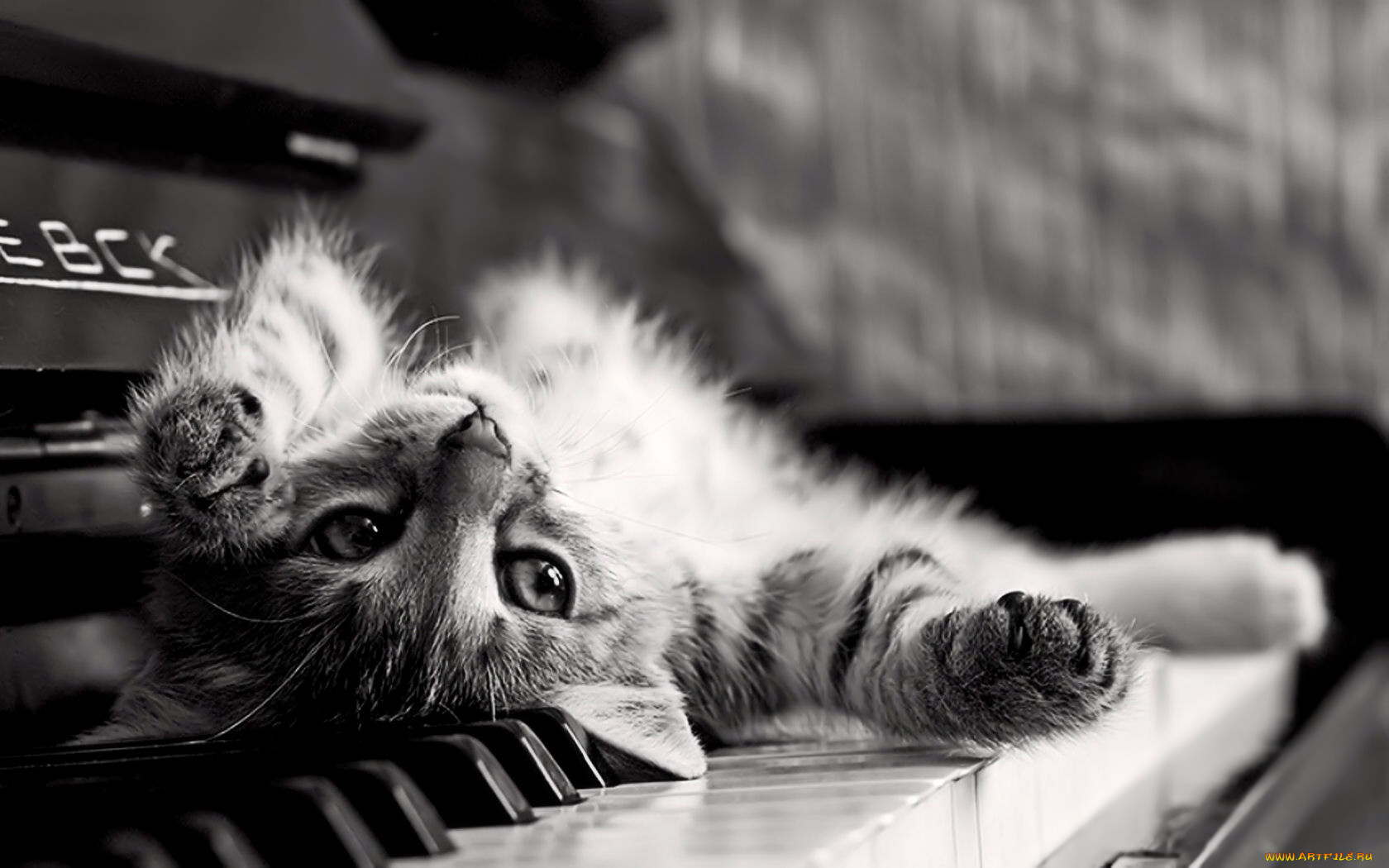 животные, коты, котёнок, пианино, клавиши