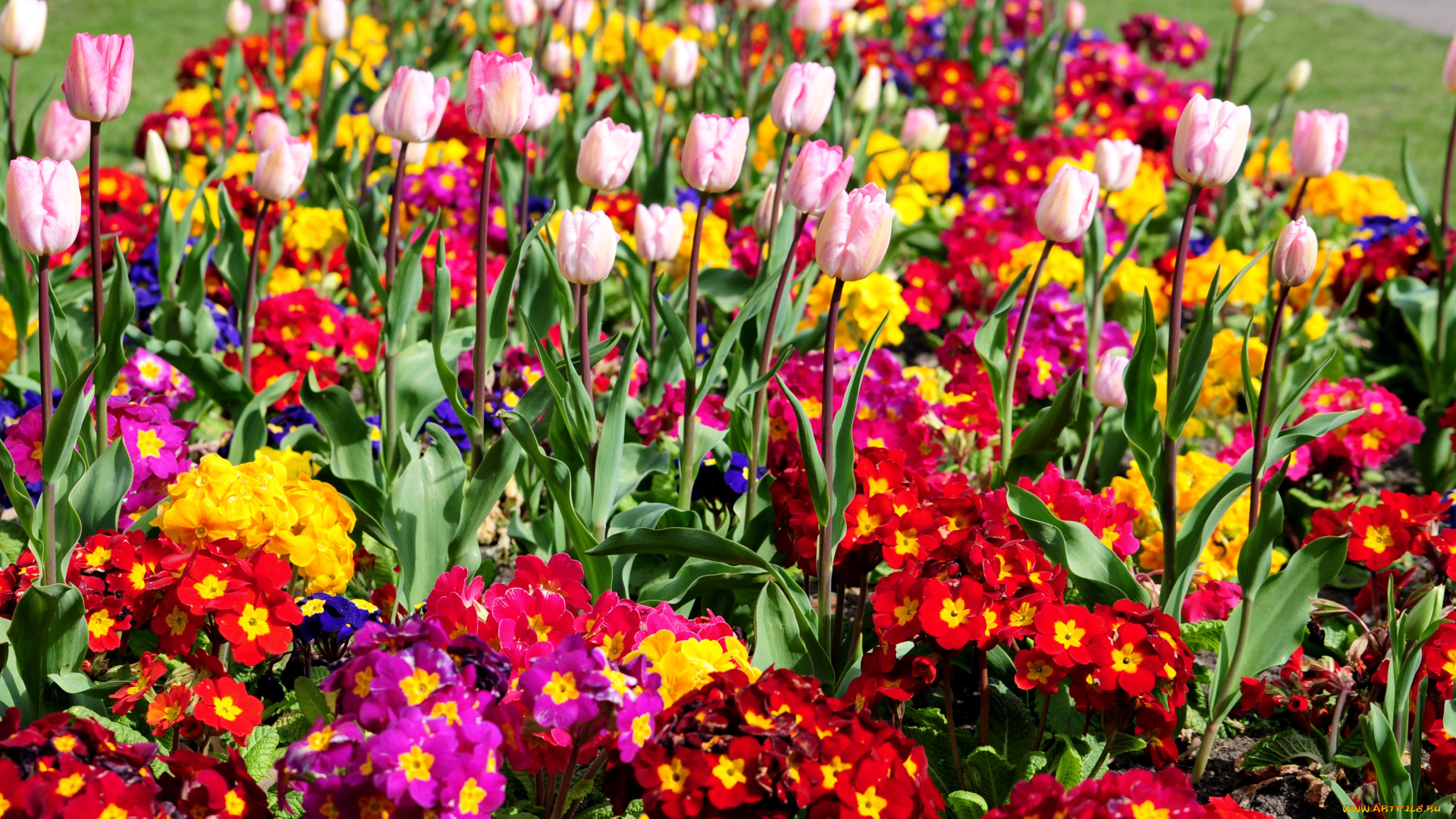цветы, разные, вместе, яркий, тюльпаны, примулы