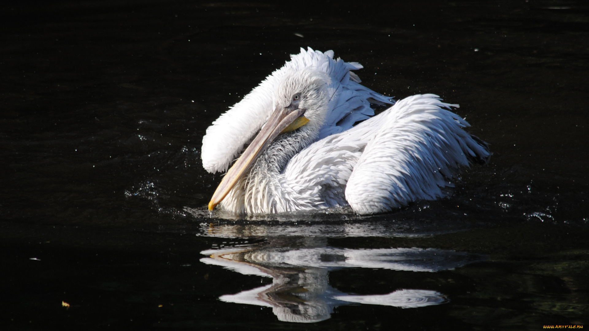 животные, пеликаны, вода, брызги