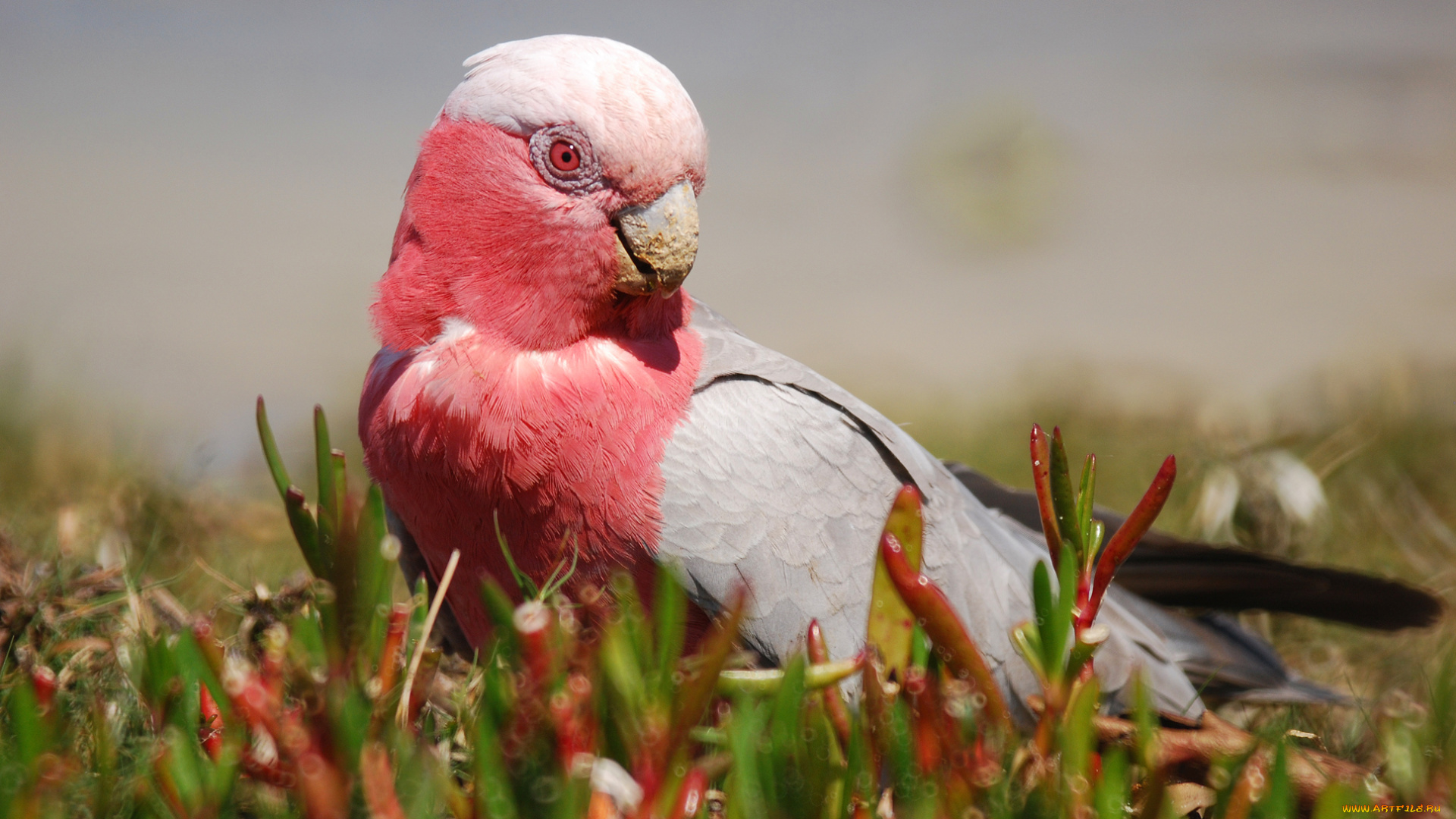 животные, попугаи, galah, какаду