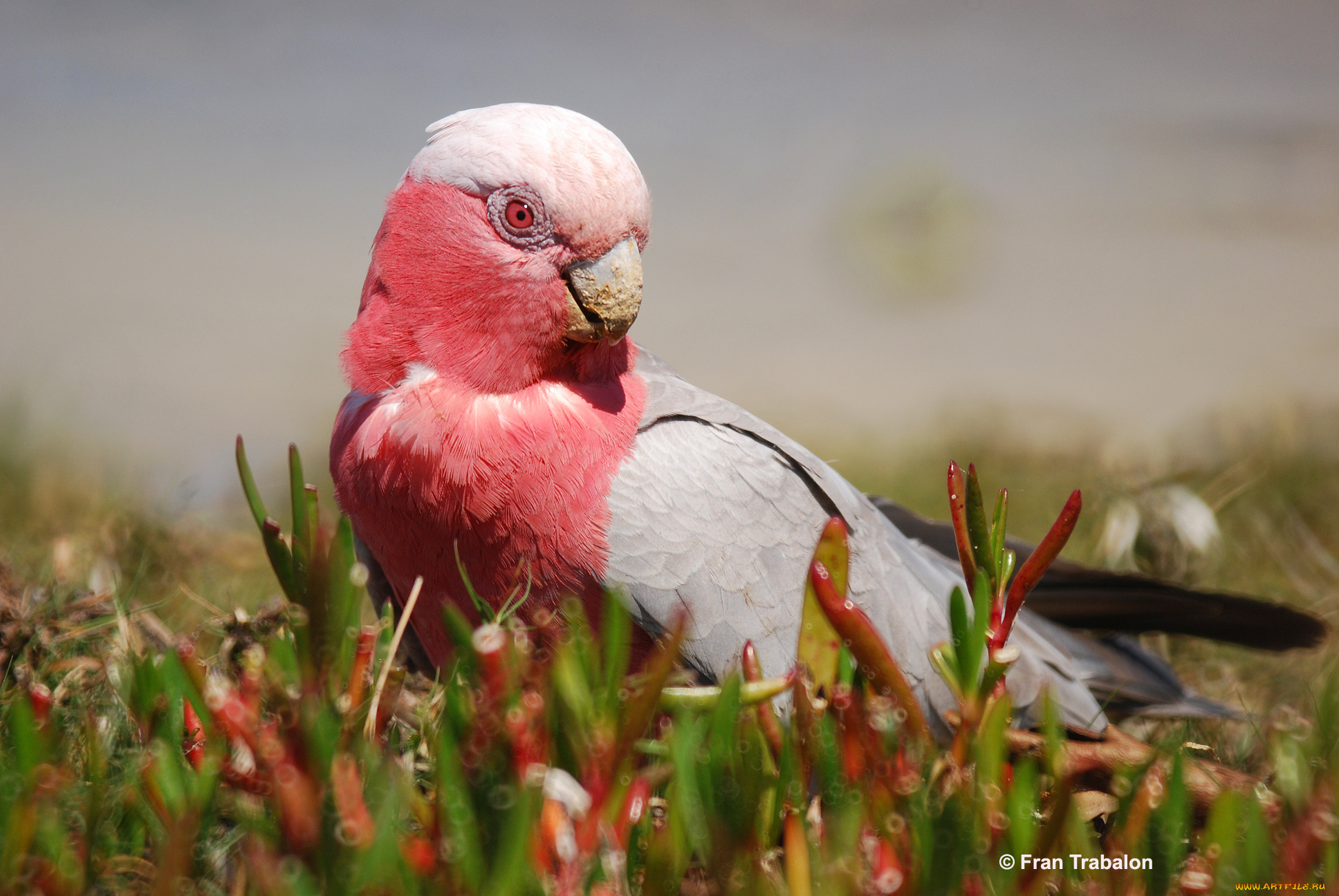 животные, попугаи, galah, какаду