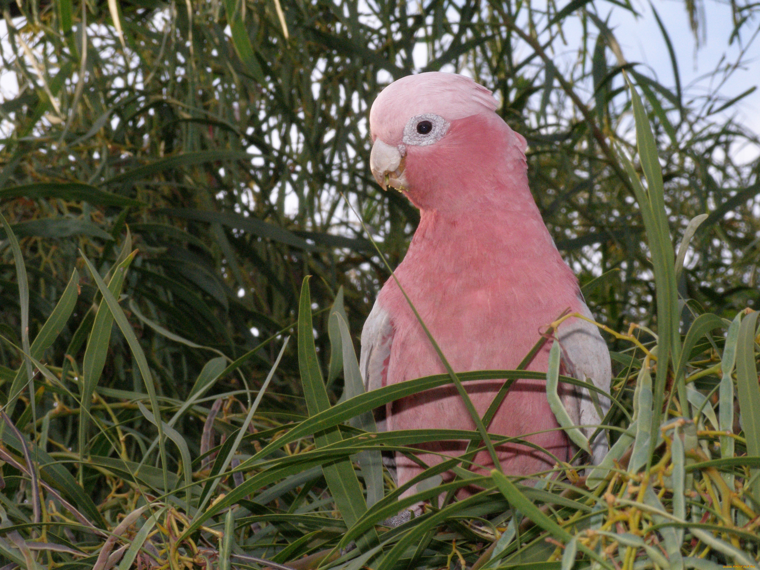 животные, попугаи, galah, какаду