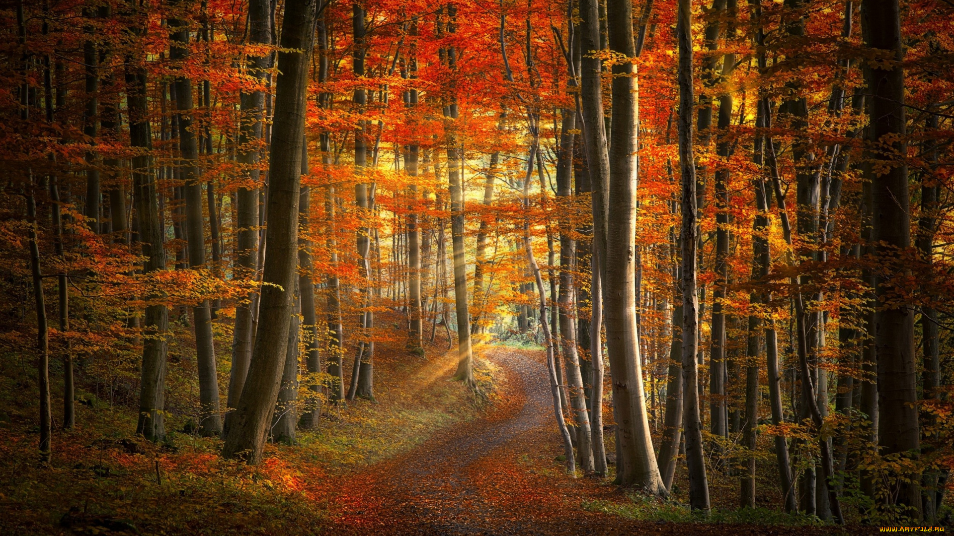 природа, дороги, лес, дорога, осень