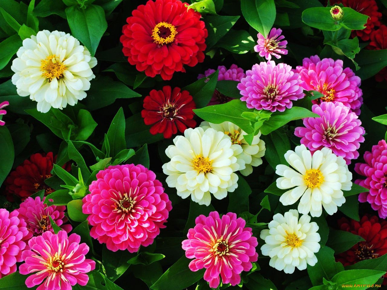 Циния фото. Циния цветок. Циния Моника карликовая. Цинния изящная (Zinnia elegans). Циния Глориеншайн.