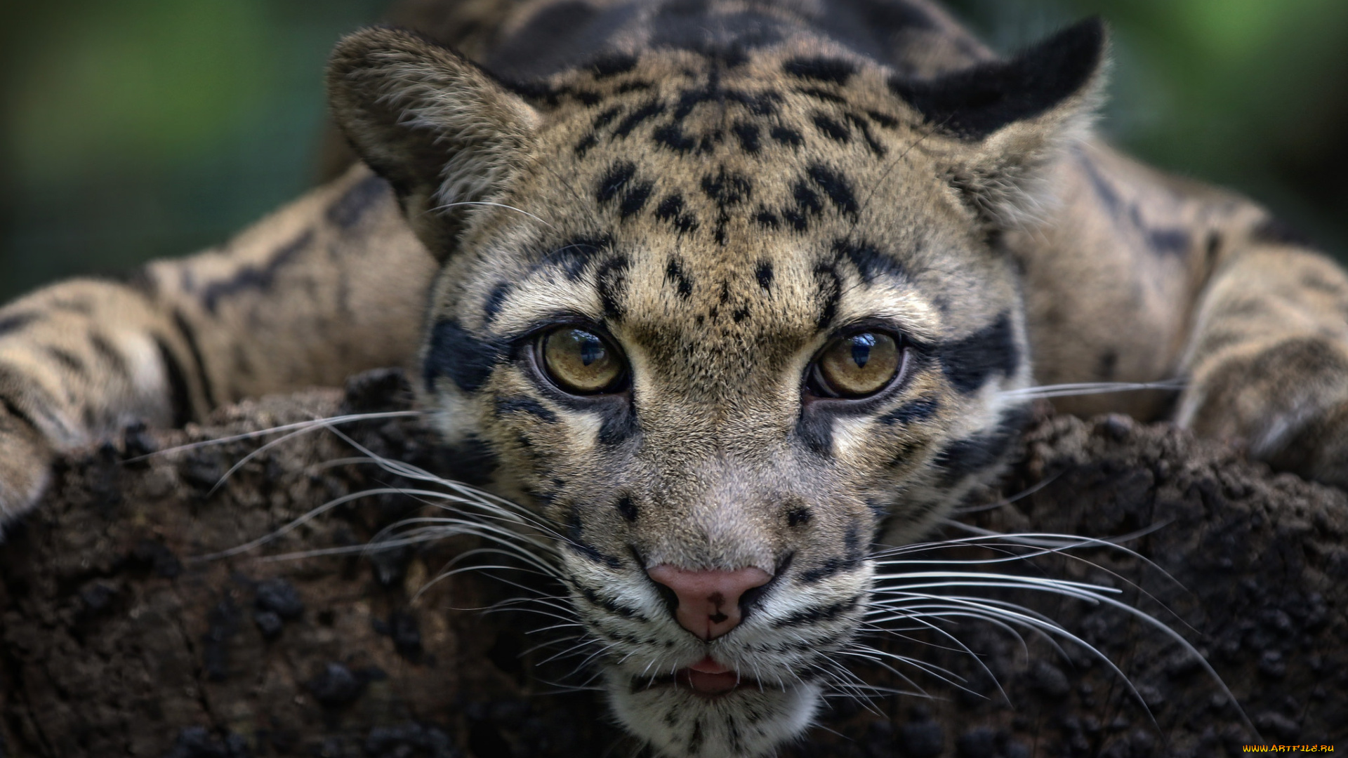 clouded, leopard, животные, дымчатые, леопарды, хищник