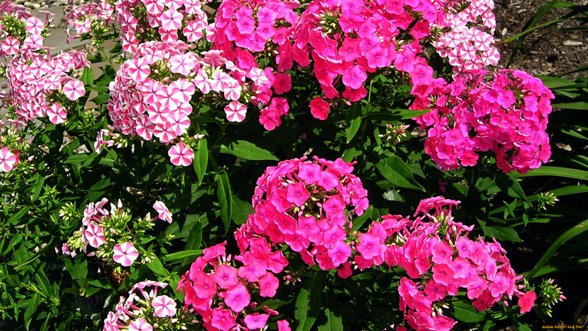 цветы, флоксы, розовый
