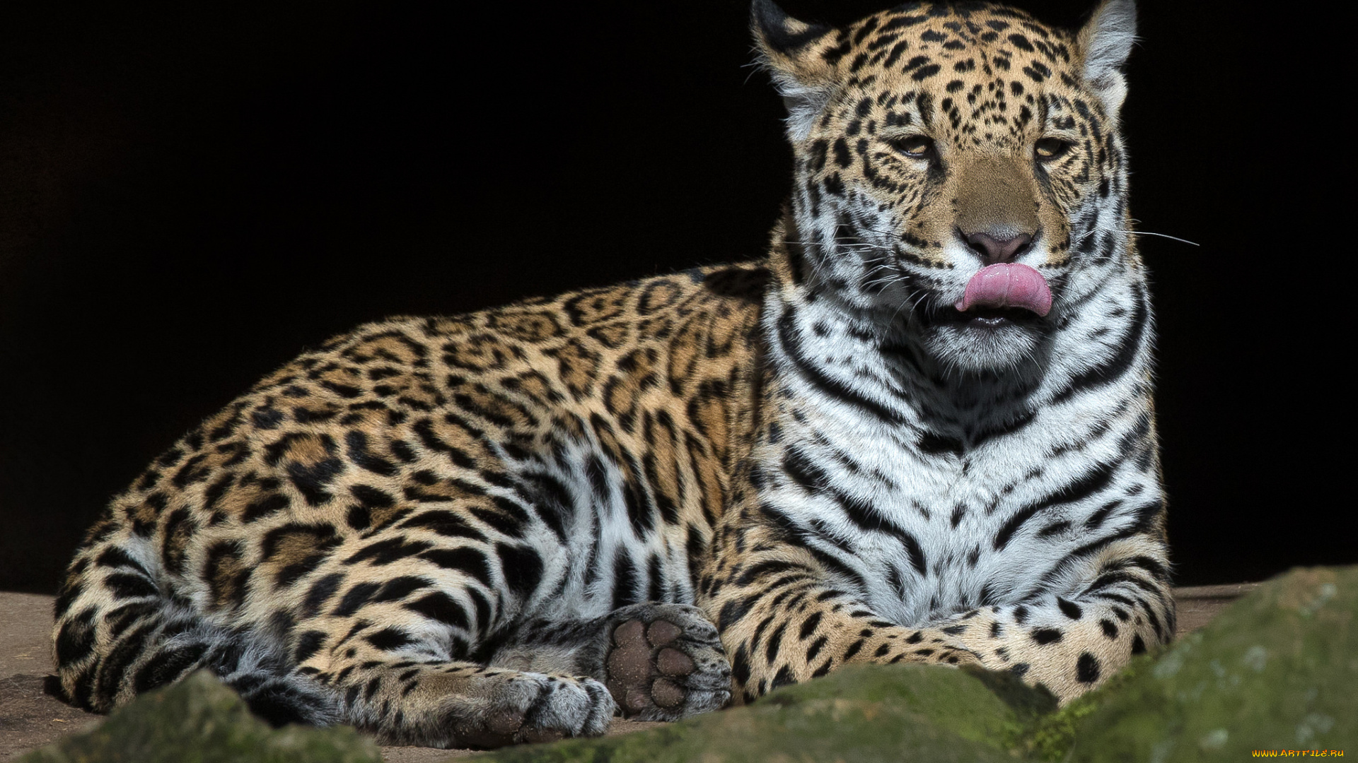 jaguar, животные, Ягуары, хищник